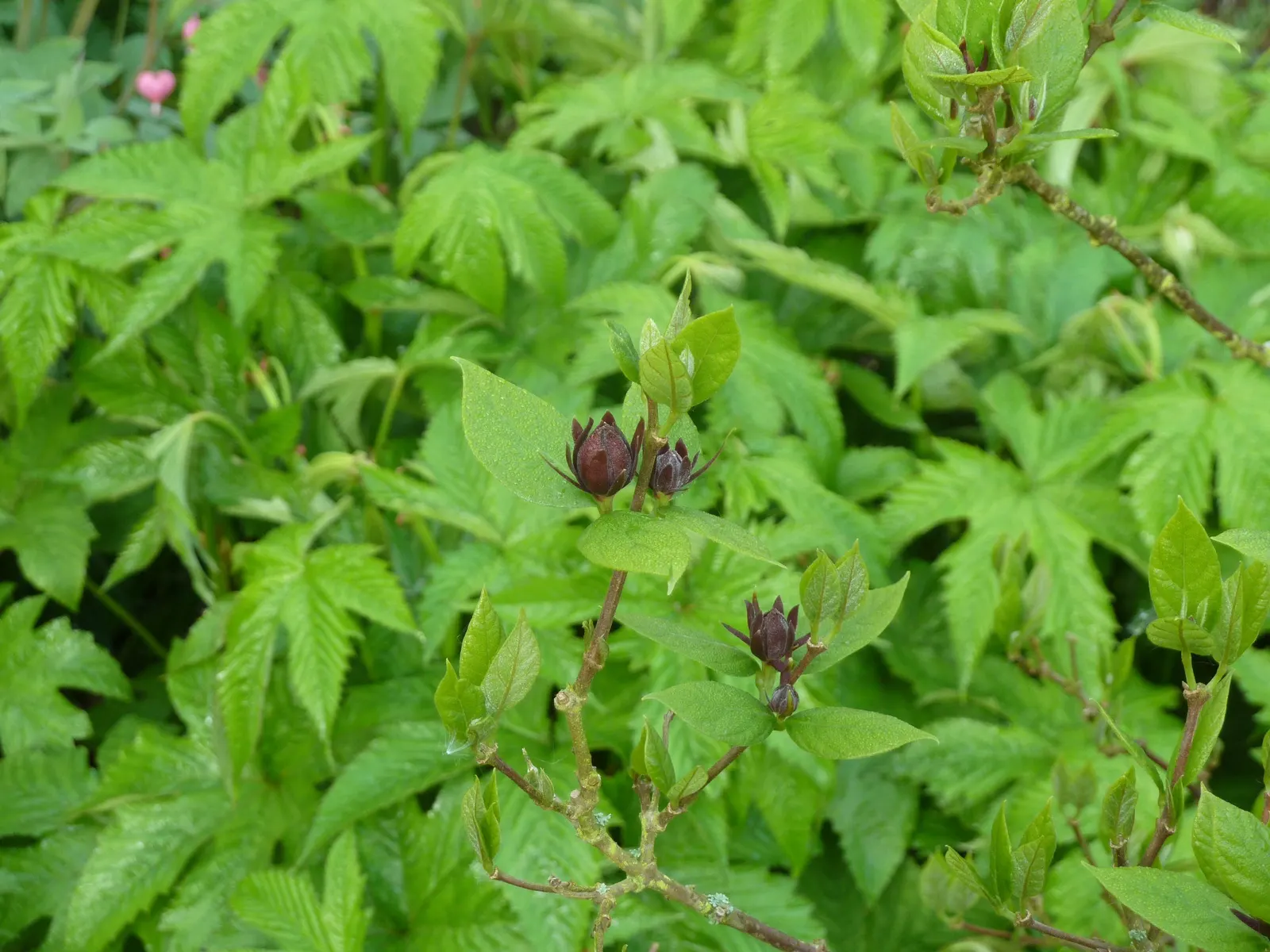 Carolina Allspice (Calycanthus Floridus) — native to the southeastern United States; or as a captivating specimen in mixed borders, image 97