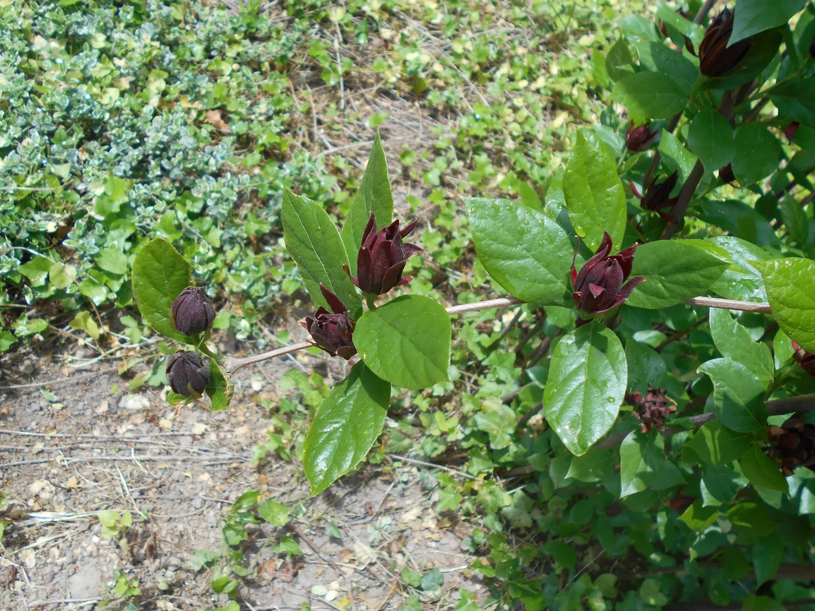 Carolina Allspice (Calycanthus Floridus) — is a deciduous shrub native to the US