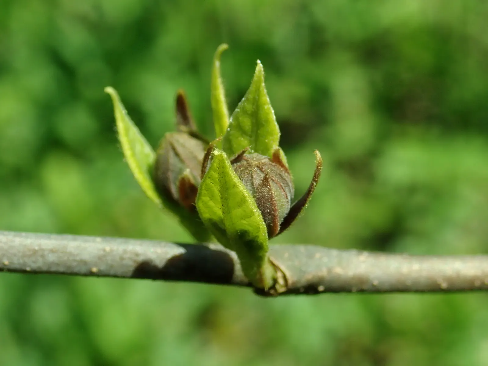 Carolina Allspice (Calycanthus Floridus) — shrub for full or half or shade; inform them that occasional pruning may be necessary to maintain the desired shape