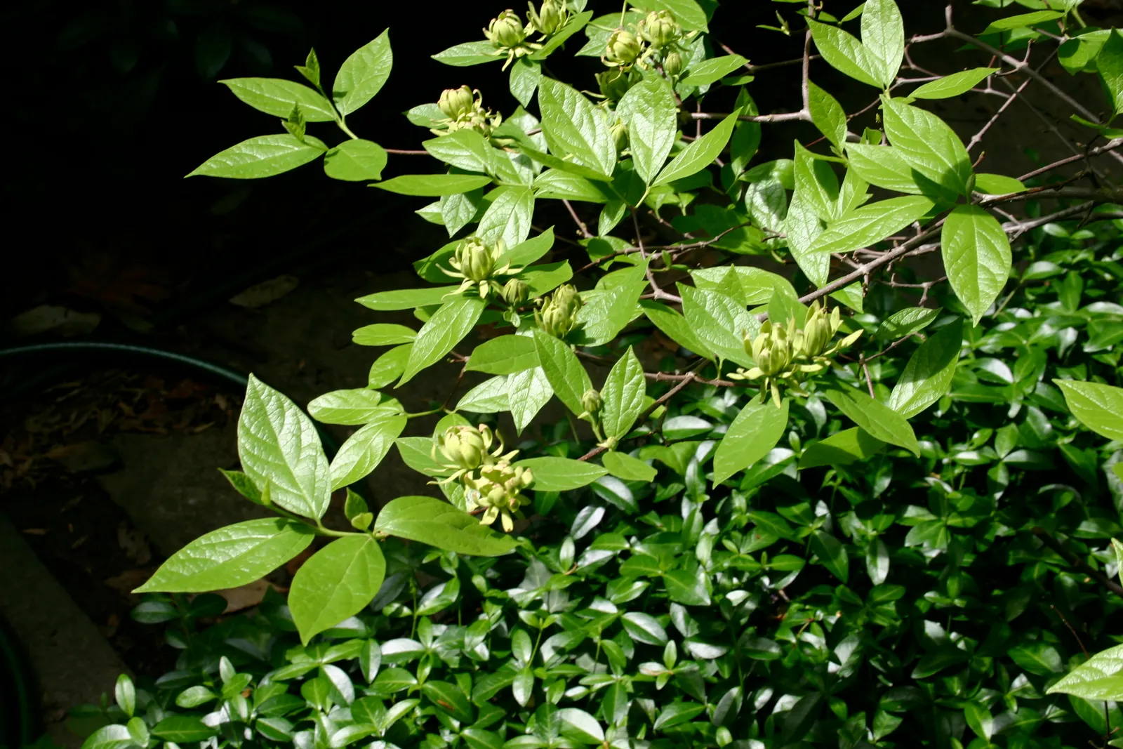 Carolina Allspice (Calycanthus Floridus) — inform them that occasional pruning may be necessary to maintain the desired shape and encourage lush growth; red