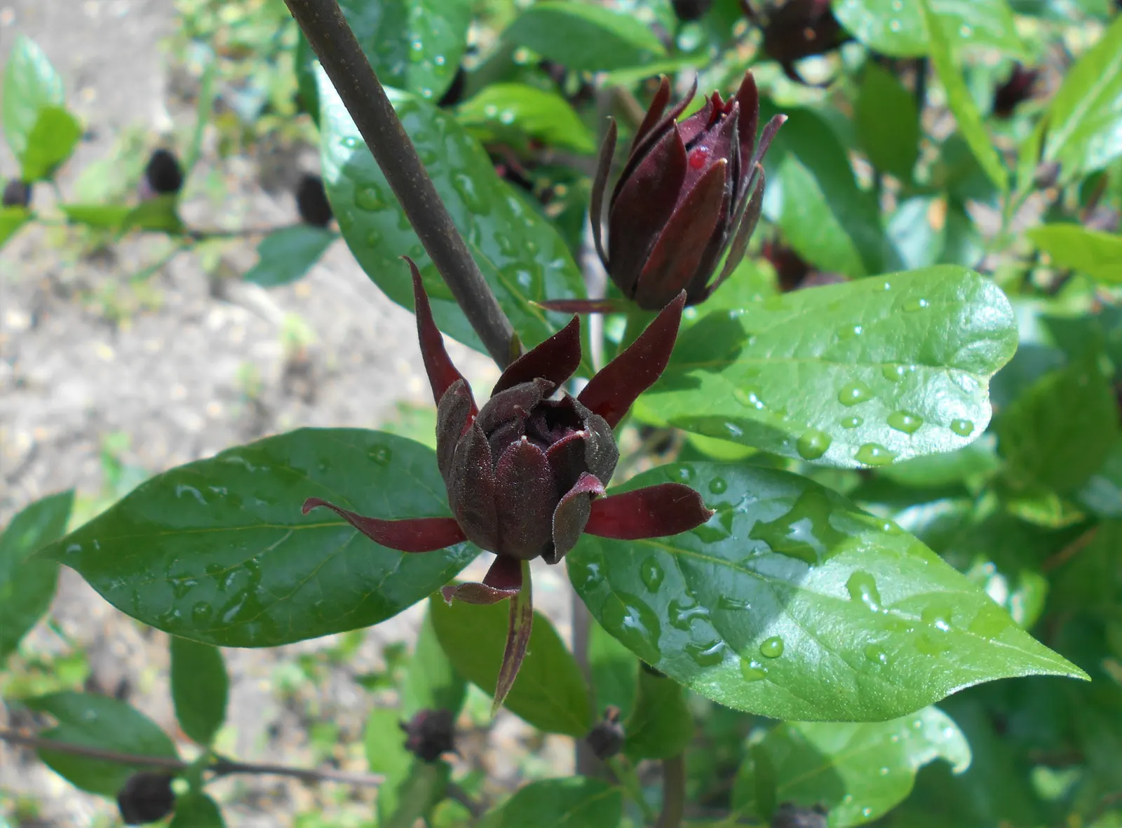 Carolina Allspice (Calycanthus Floridus) — One of the most striking features of this shrub is its flowers; their intoxicating fragrance has been, image 78