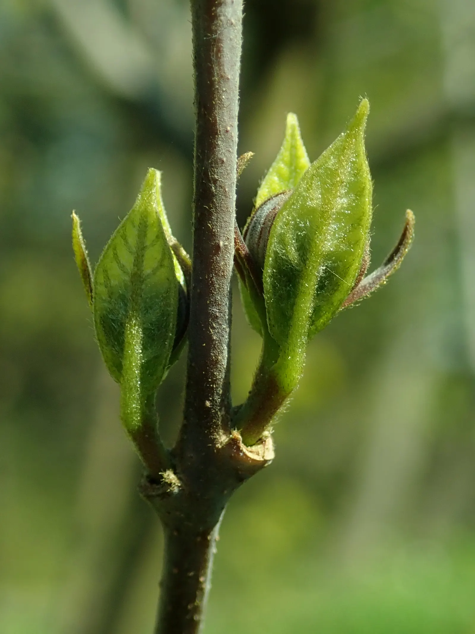 Carolina Allspice (Calycanthus Floridus) — which appear in late spring to early summer; shrub for full or half or shade, image 57