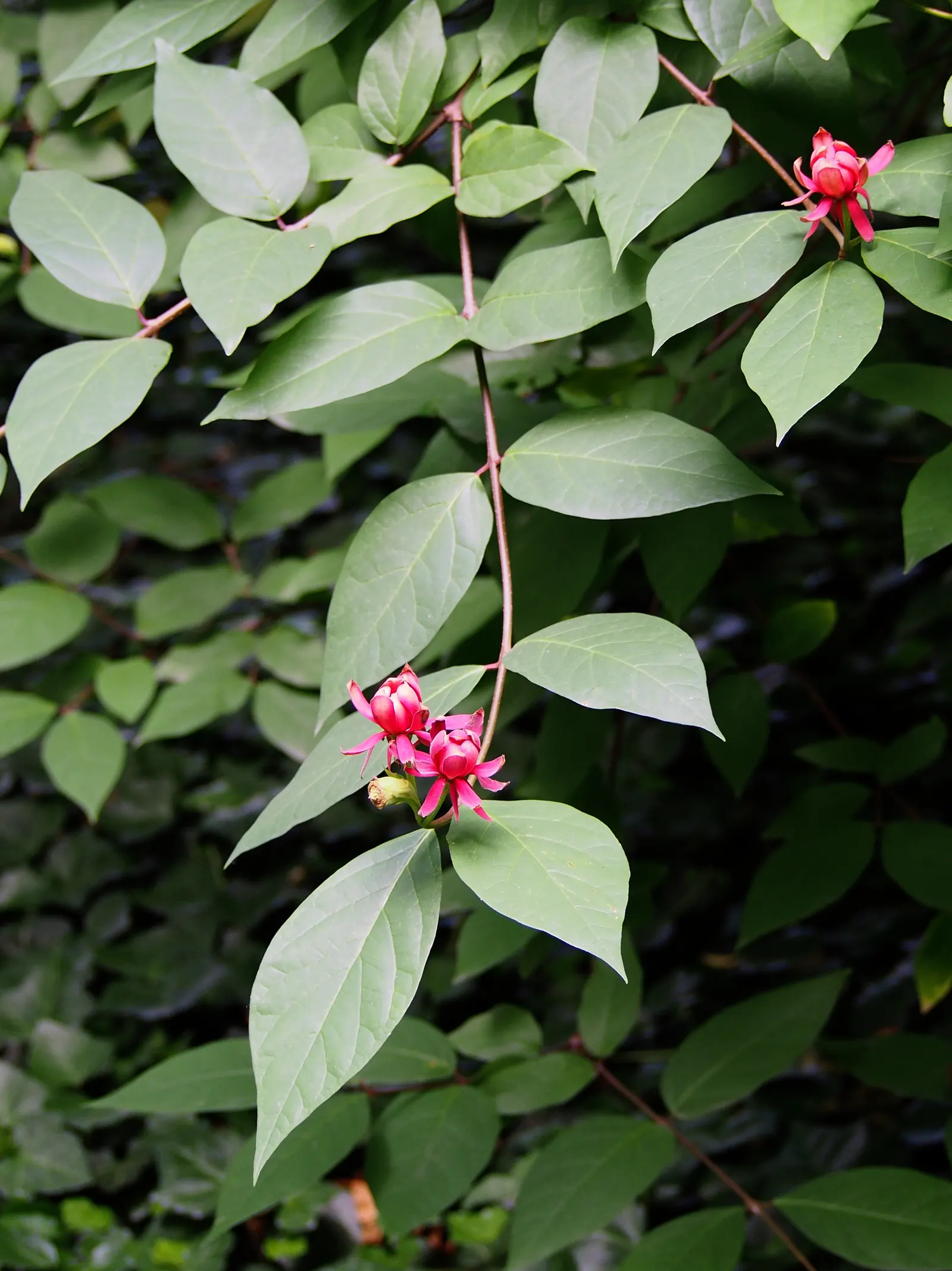 Carolina Allspice (Calycanthus Floridus) — native to the southeastern United States; or as a captivating specimen in mixed borders, image 53