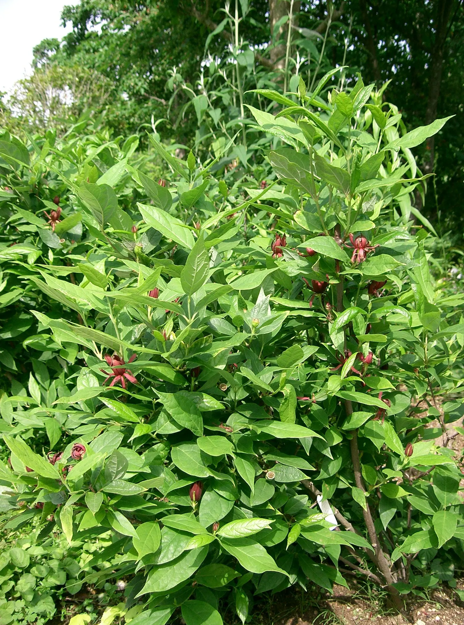 Carolina Allspice (Calycanthus Floridus) — shrub with red blooms; one of the most striking features of this shrub is its flowers, image 87