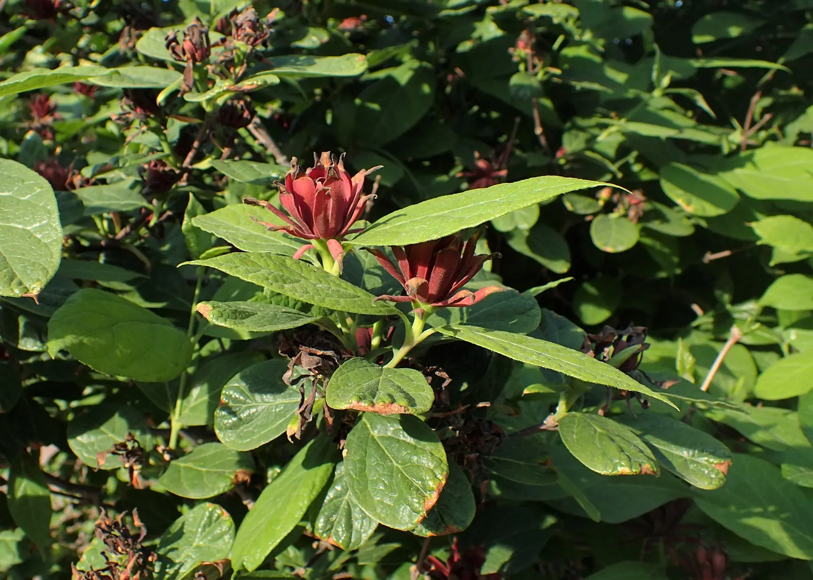 Carolina Allspice (Calycanthus Floridus) — and can grow up to 6 inches in length; is a versatile and aromatic shrub that brings both olfactory and visual