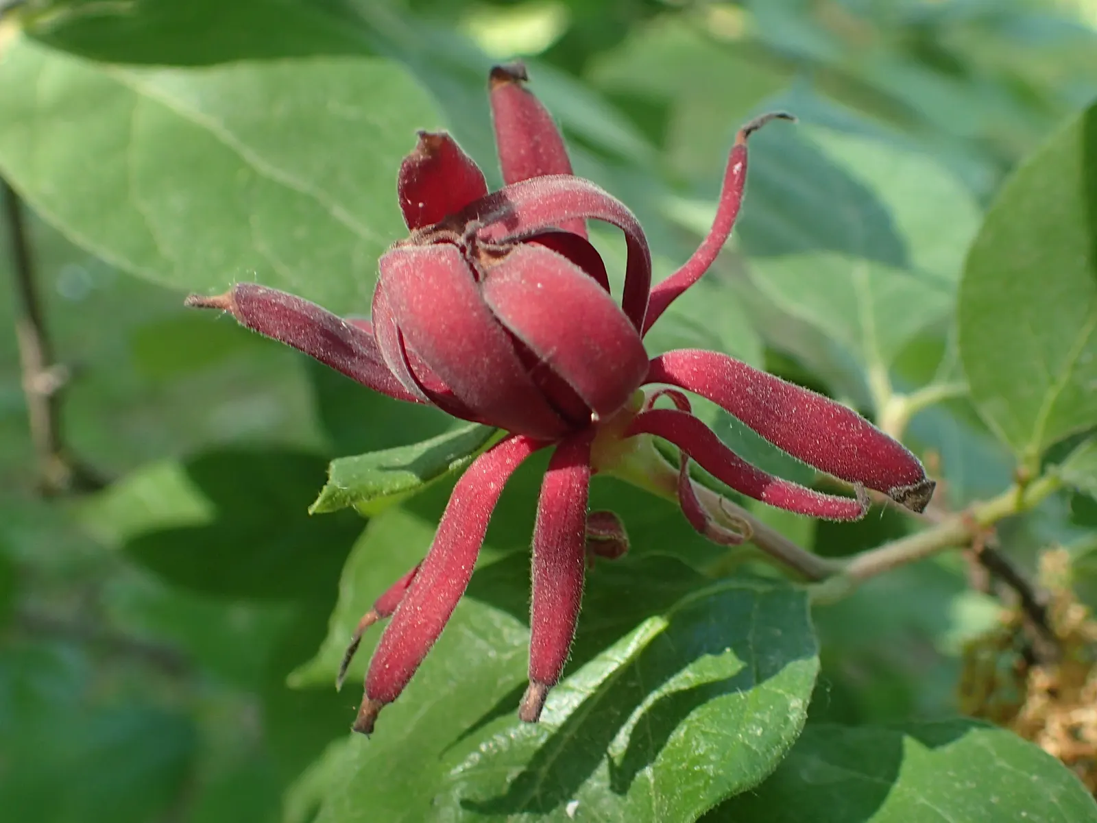 Carolina Allspice (Calycanthus Floridus) — thriving in hardiness zones 4-9; and can grow up to 6 inches in length, image 68