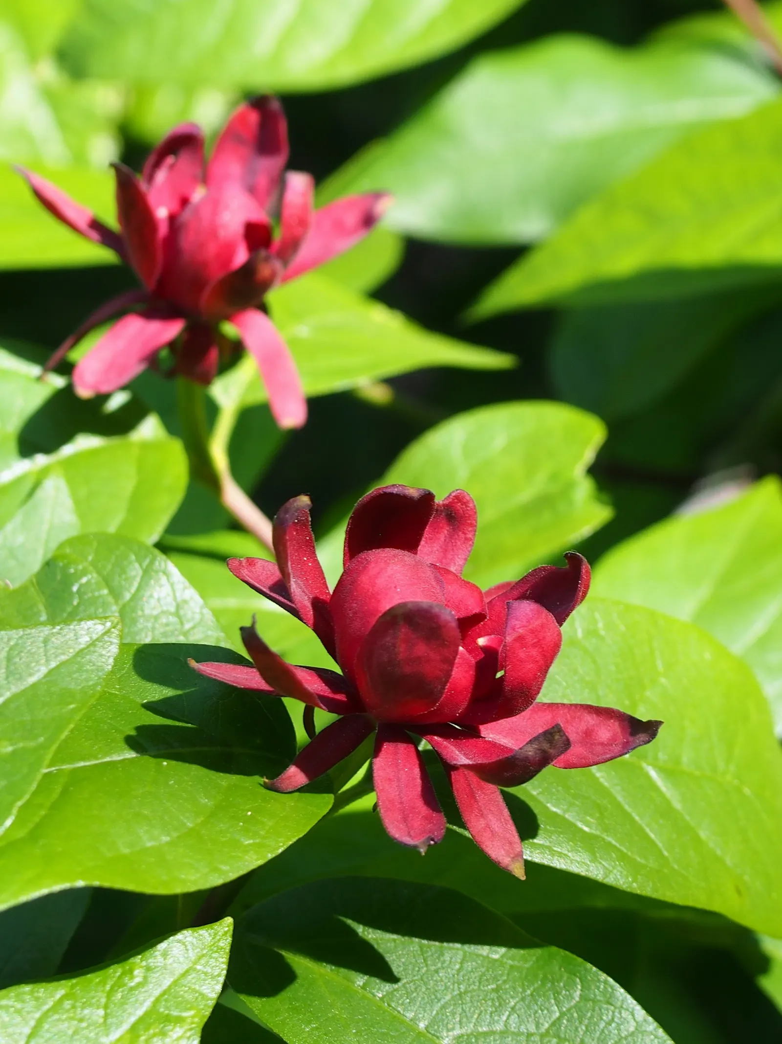 Carolina Allspice (Calycanthus Floridus) — is a versatile and aromatic shrub that brings both olfactory and visual appeal to landscape designs, image 52