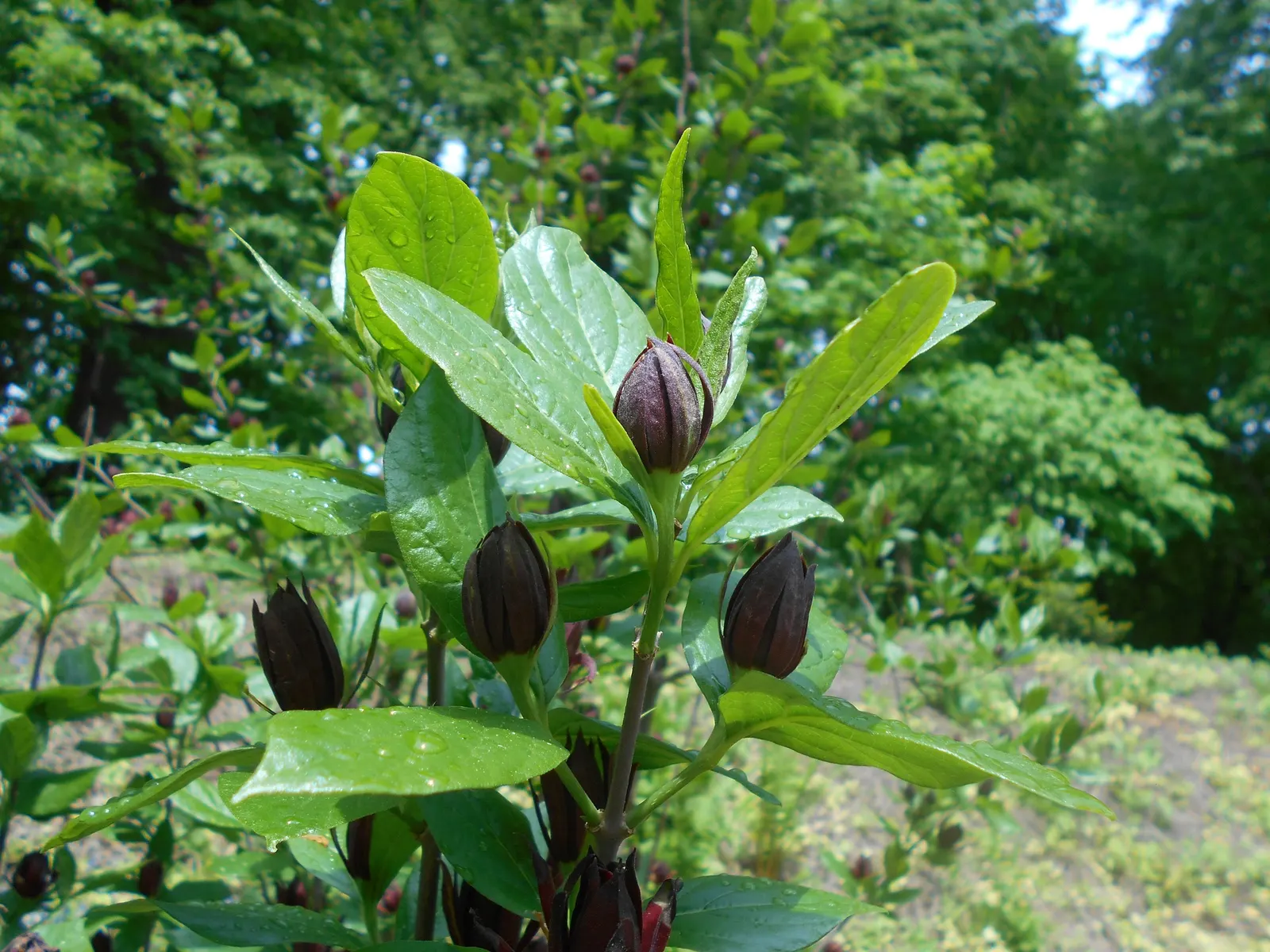Carolina Allspice (Calycanthus Floridus) — Their intoxicating fragrance has been likened to that of strawberries; strap-like petal structure