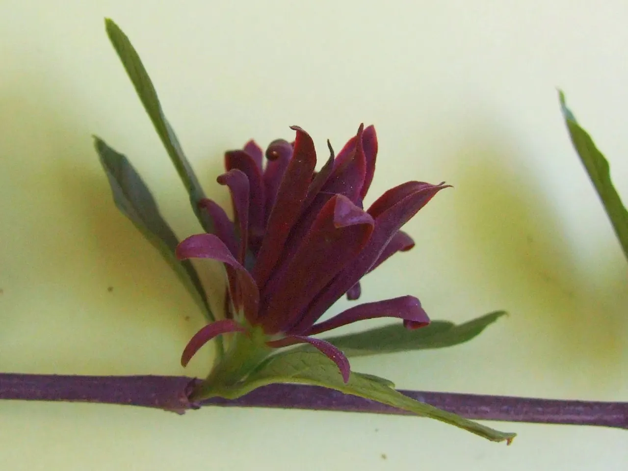 Carolina Allspice (Calycanthus Floridus) — red flowers in the garden; it prefers full sun to partial shade and moist, image 64