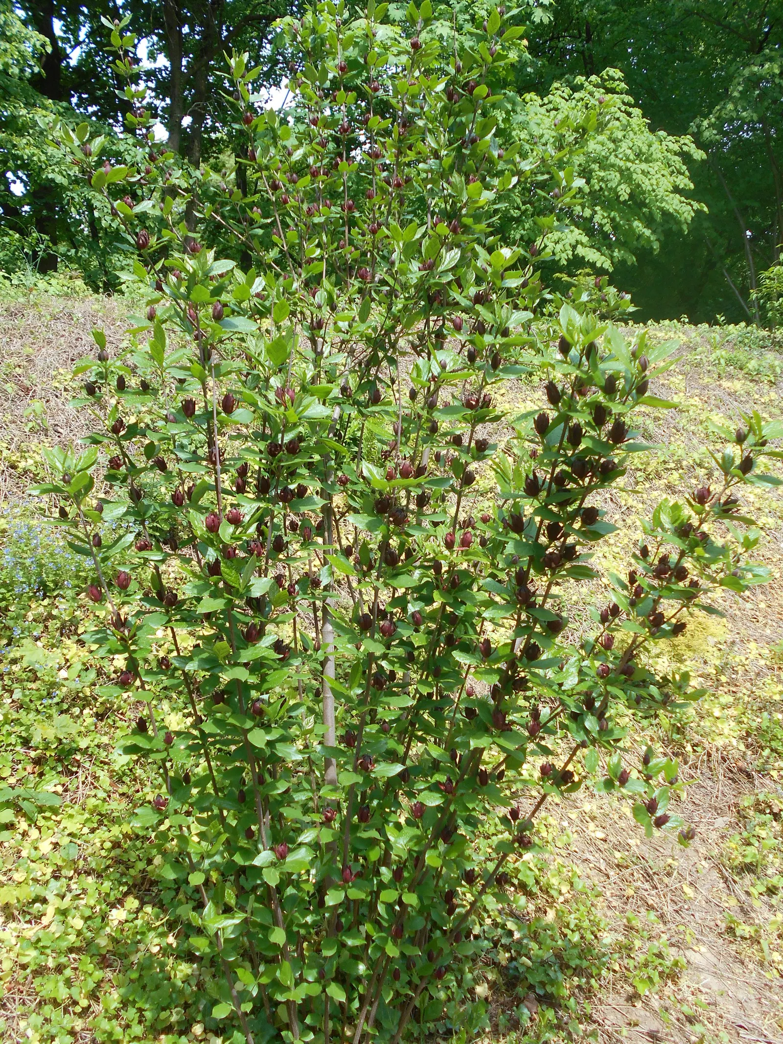 Carolina Allspice (Calycanthus Floridus) — Reaching up to 6-9 feet in height and spread; it features maroon to reddish-brown blooms with a spicy, image 92