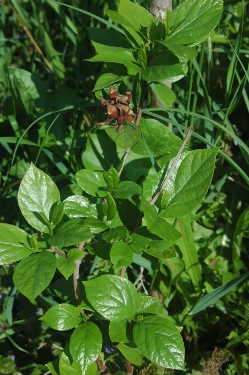 Carolina Allspice (Calycanthus Floridus) — which appear in late spring to early summer