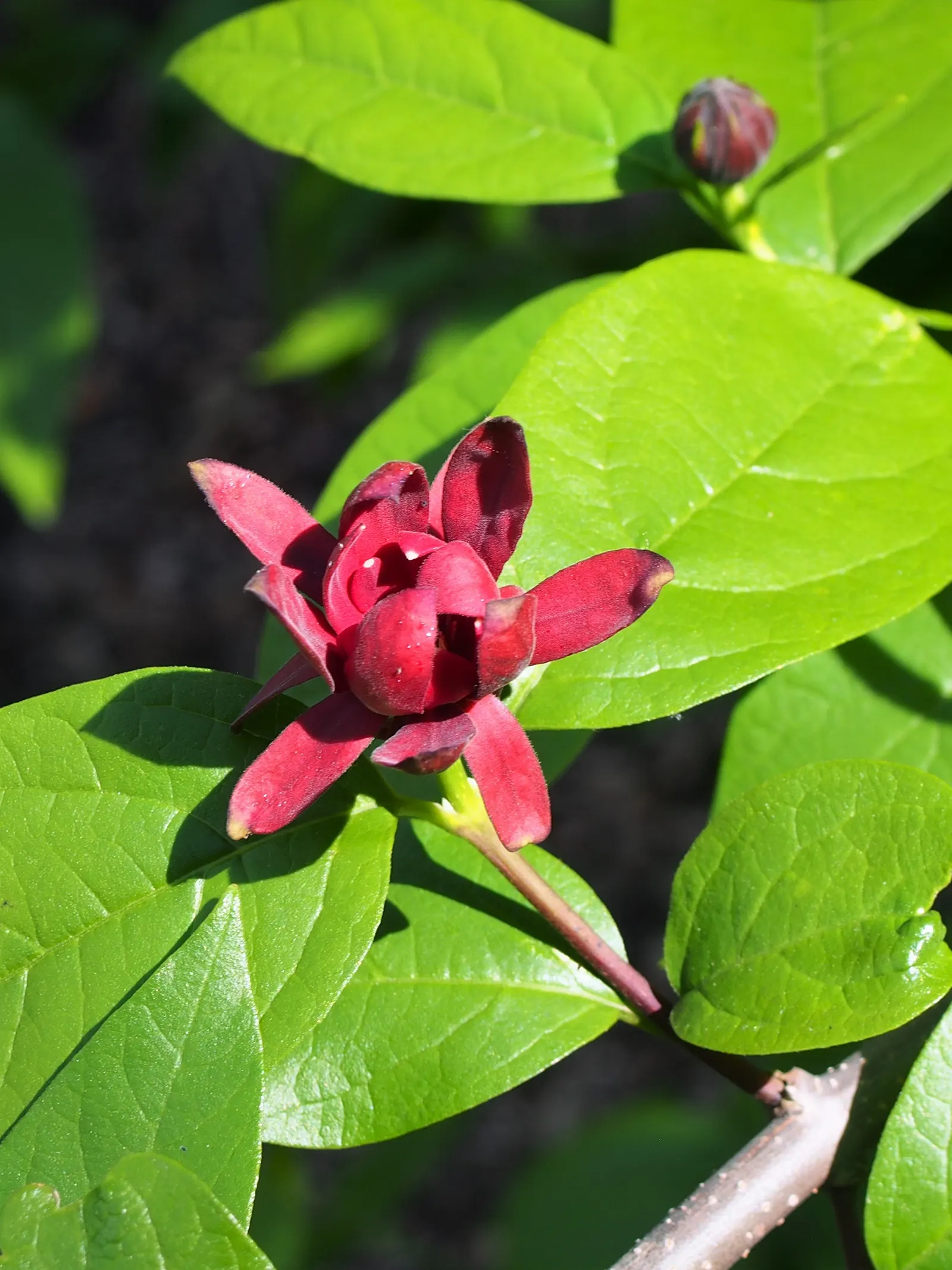 Carolina Allspice (Calycanthus Floridus) — strap-like petal structure; scientifically known as Calycanthus floridus, image 58