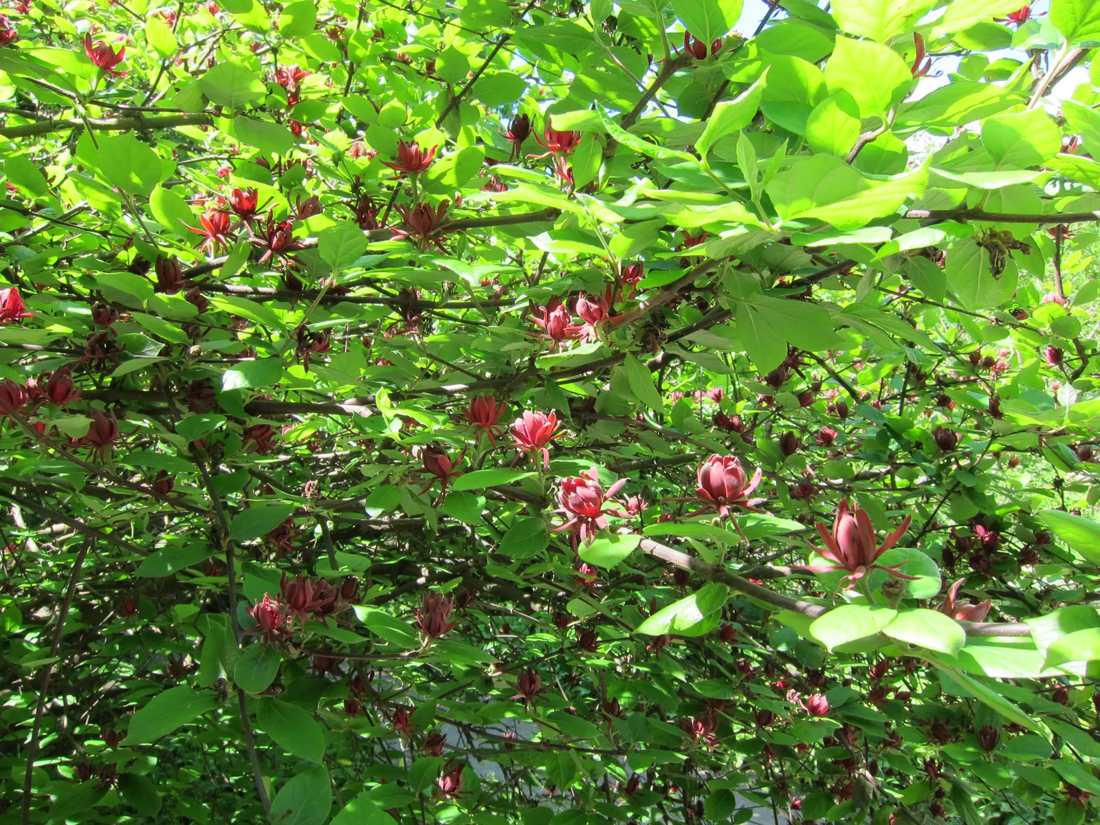Carolina Allspice (Calycanthus Floridus) — inform them that occasional pruning may be necessary to maintain the desired shape and encourage lush, image 85