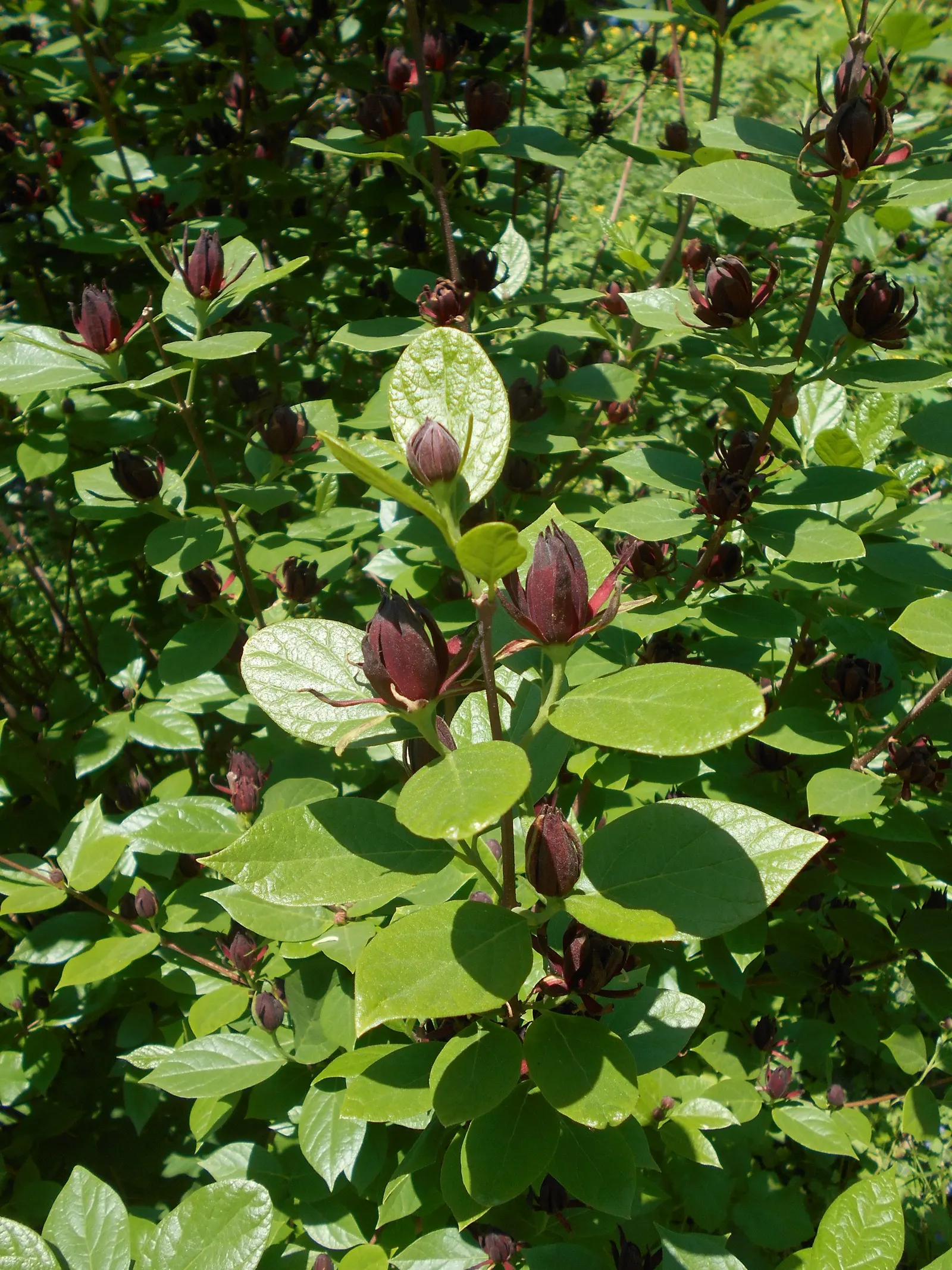 Carolina Allspice (Calycanthus Floridus) — Reaching up to 6-9 feet in height and spread; it features maroon to reddish-brown blooms with a spicy fragrance
