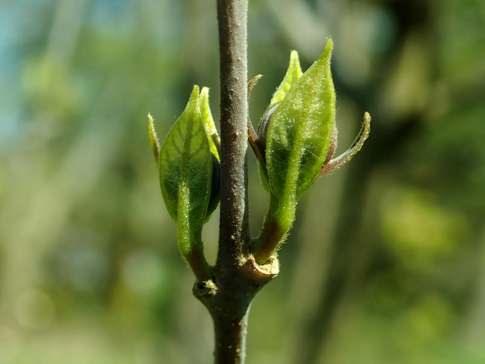 Carolina Allspice (Calycanthus Floridus) — One of the most striking features of this shrub is its flowers; their intoxicating fragrance has been likened to