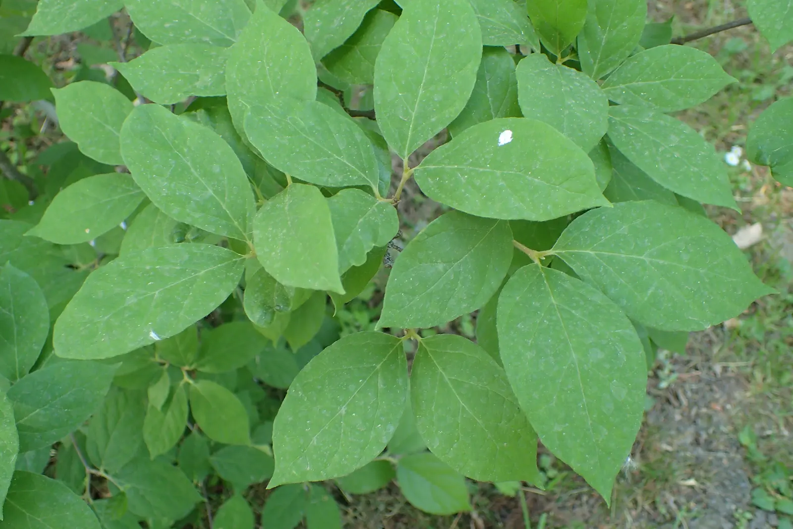 Carolina Allspice (Calycanthus Floridus) — strap-like petal structure; scientifically known as Calycanthus floridus, image 80