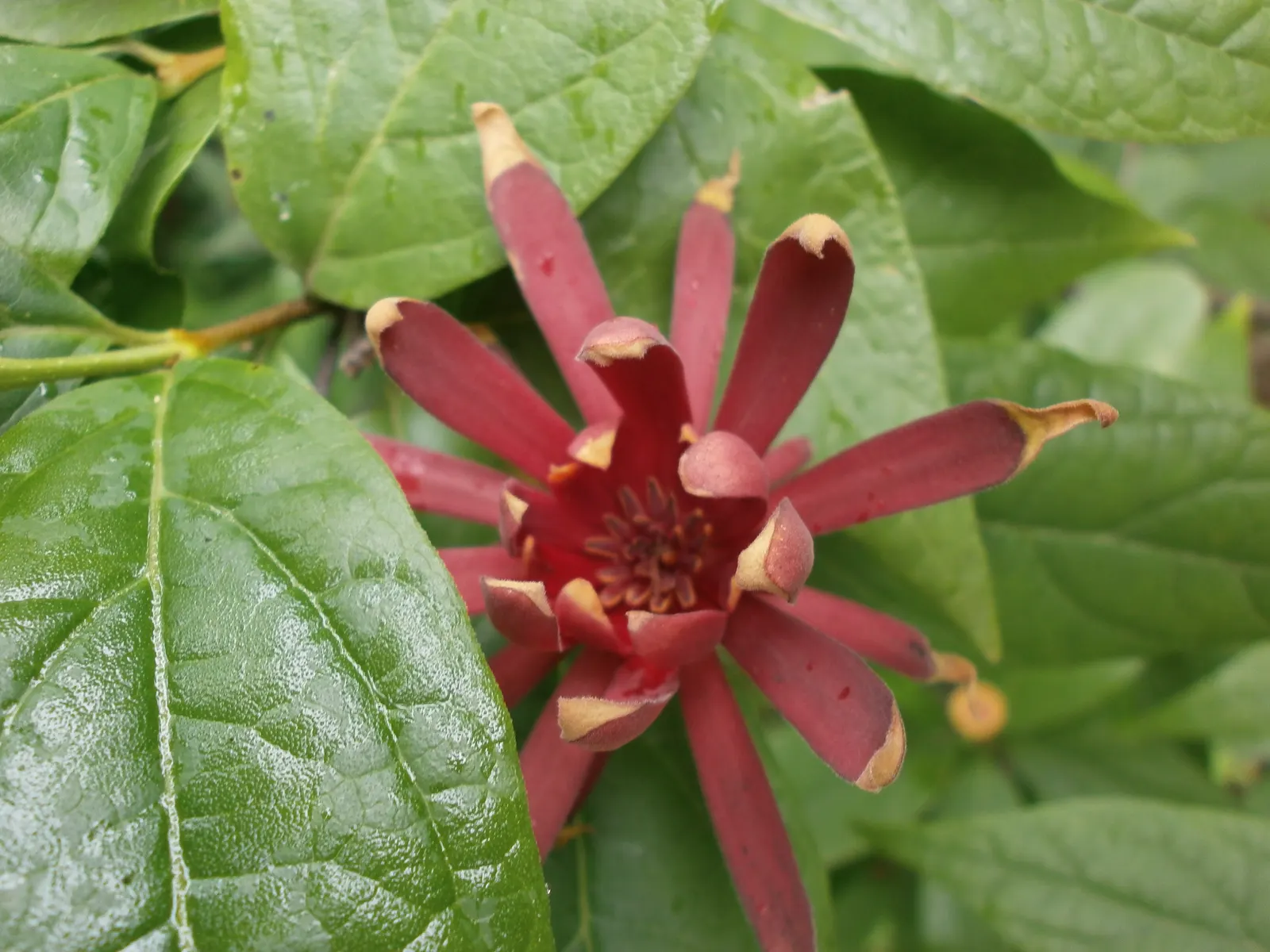 Carolina Allspice (Calycanthus Floridus) — is a versatile and aromatic shrub that brings both olfactory and visual appeal to landscape designs; native to the