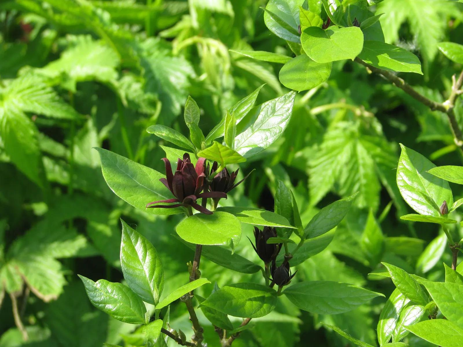 Carolina Allspice (Calycanthus Floridus) — red flowers in the garden; it prefers full sun to partial shade and moist
