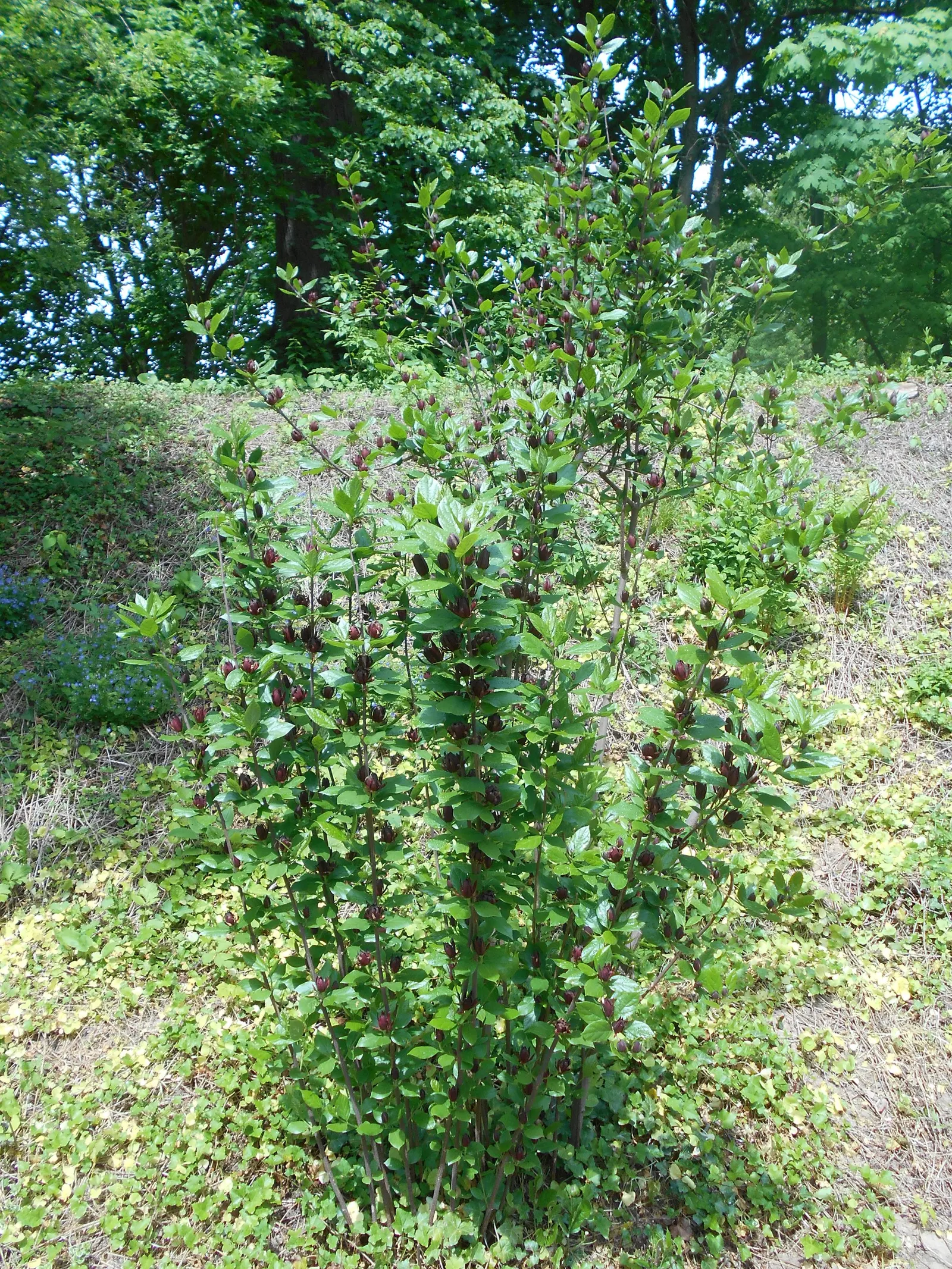 Carolina Allspice (Calycanthus Floridus) — well-drained soil with a pH level ranging from slightly acidic to neutral; which appear in late spring, image 62