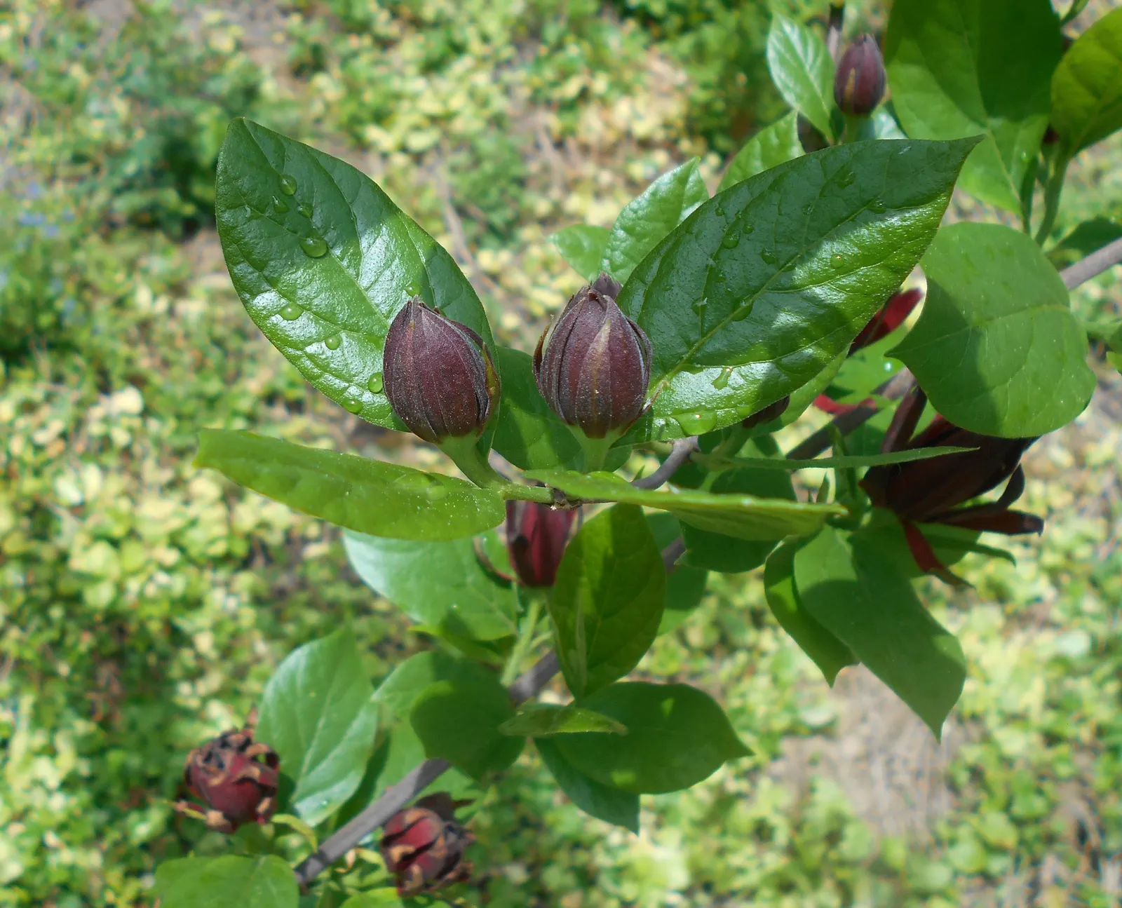 Carolina Allspice (Calycanthus Floridus) — it prefers full sun to partial shade and moist; typically reaches a mature height and spread of 6 to 9, image 71