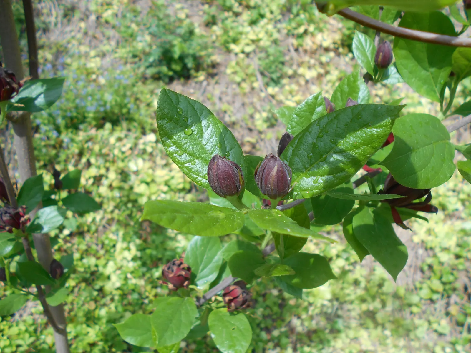 Carolina Allspice (Calycanthus Floridus) — native to the southeastern United States