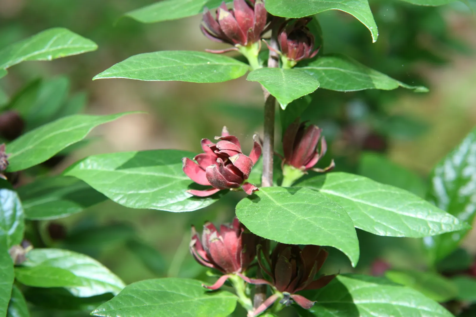 Carolina Allspice (Calycanthus Floridus) — shrub for full or half or shade