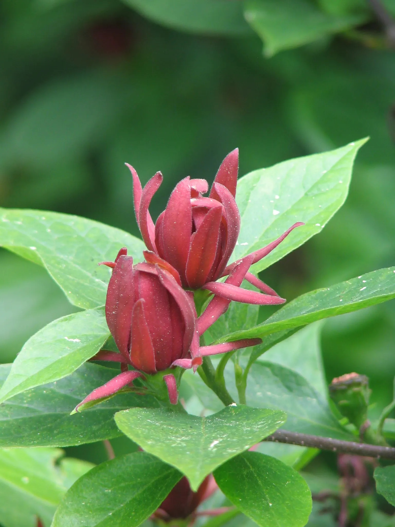 Carolina Allspice (Calycanthus Floridus) — or as a captivating specimen in mixed borders; shrub with red blooms, image 82