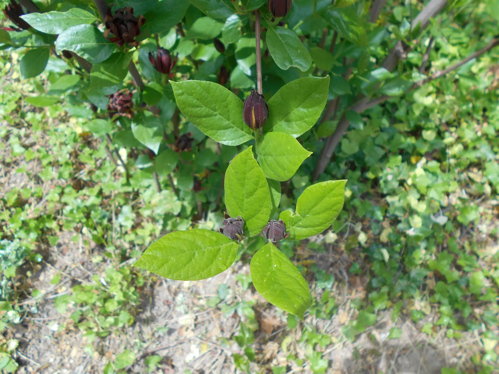 Carolina Allspice (Calycanthus Floridus) — which appear in late spring to early summer; shrub for full or half or shade, image 79