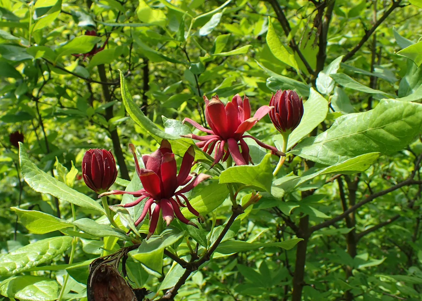 Carolina Allspice (Calycanthus Floridus) — It features maroon to reddish-brown blooms with a spicy fragrance, spanning 1-2 inches across, image 91