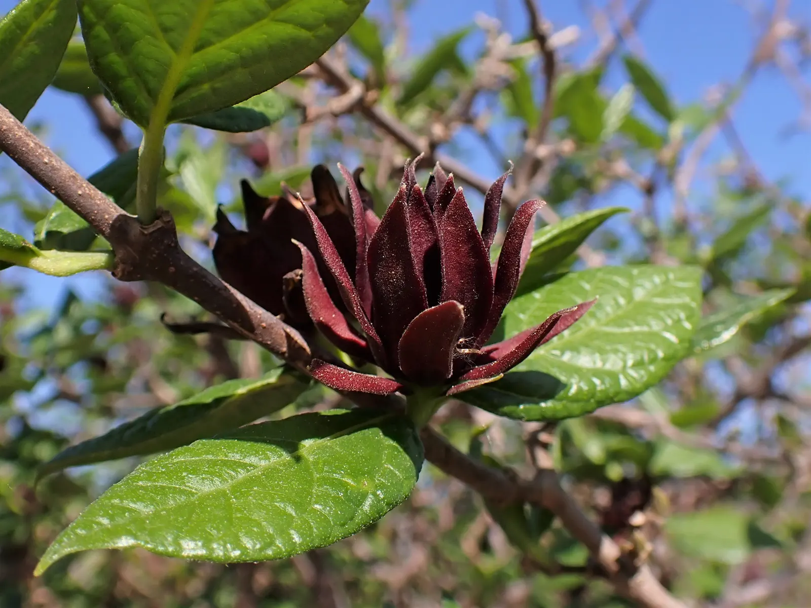 Carolina Allspice (Calycanthus Floridus) — is a versatile and aromatic shrub that brings both olfactory and visual appeal to landscape designs, image 96