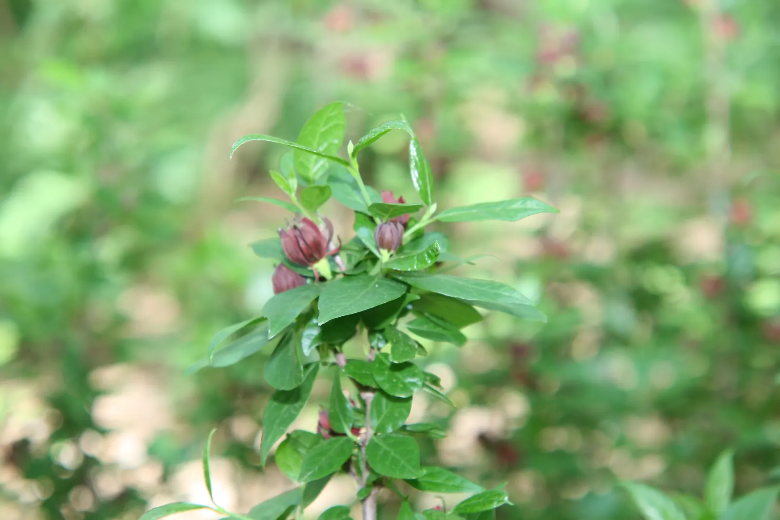 Carolina Allspice (Calycanthus Floridus) — This multi-stemmed shrub adds a unique aromatic touch and visual interest to any landscape design; it, image 50