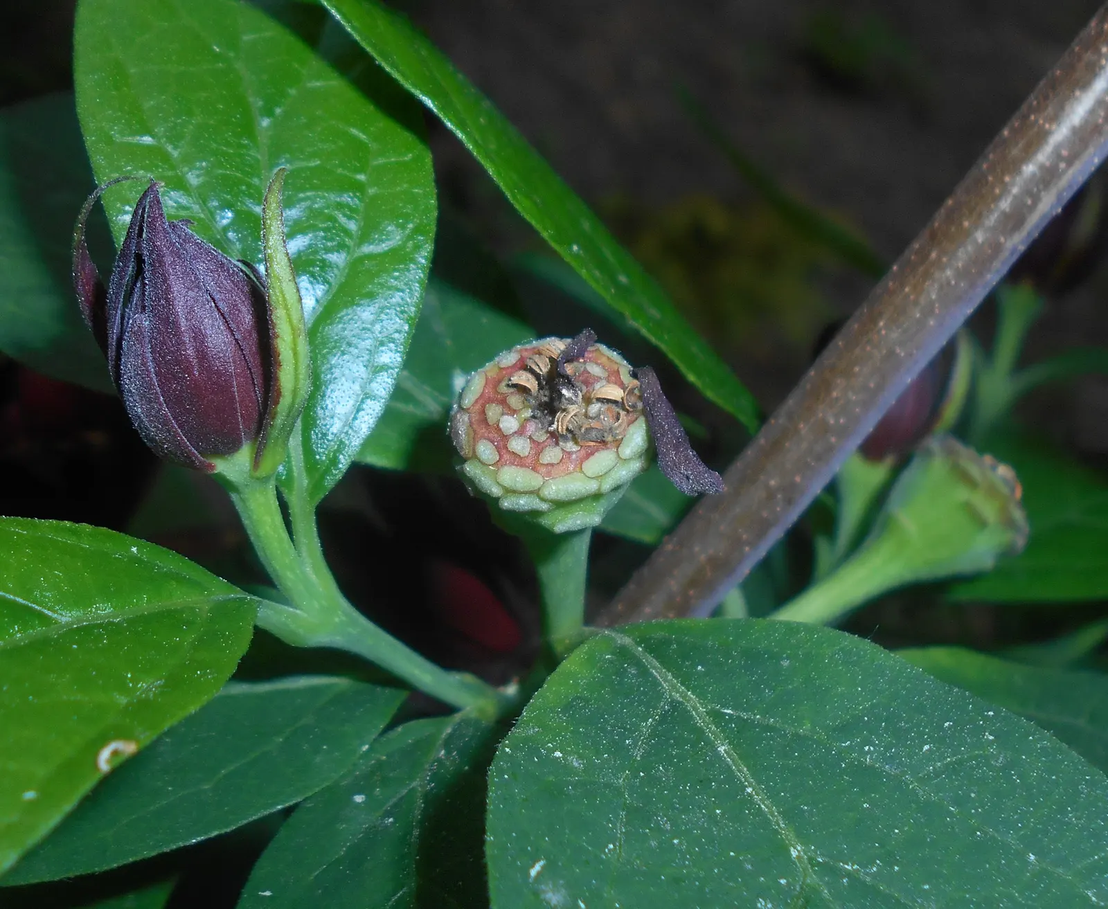 Carolina Allspice (Calycanthus Floridus) — Their intoxicating fragrance has been likened to that of strawberries; strap-like petal structure, image 81