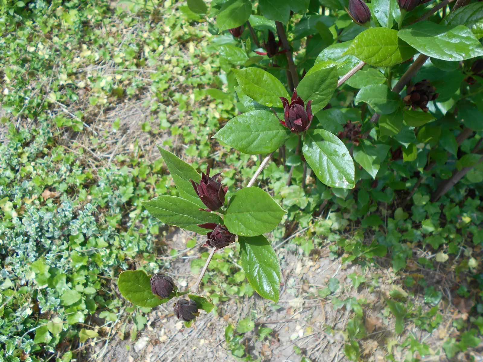 Carolina Allspice (Calycanthus Floridus) — typically reaches a mature height and spread of 6 to 9 feet; is a deciduous shrub native to the US, image 98