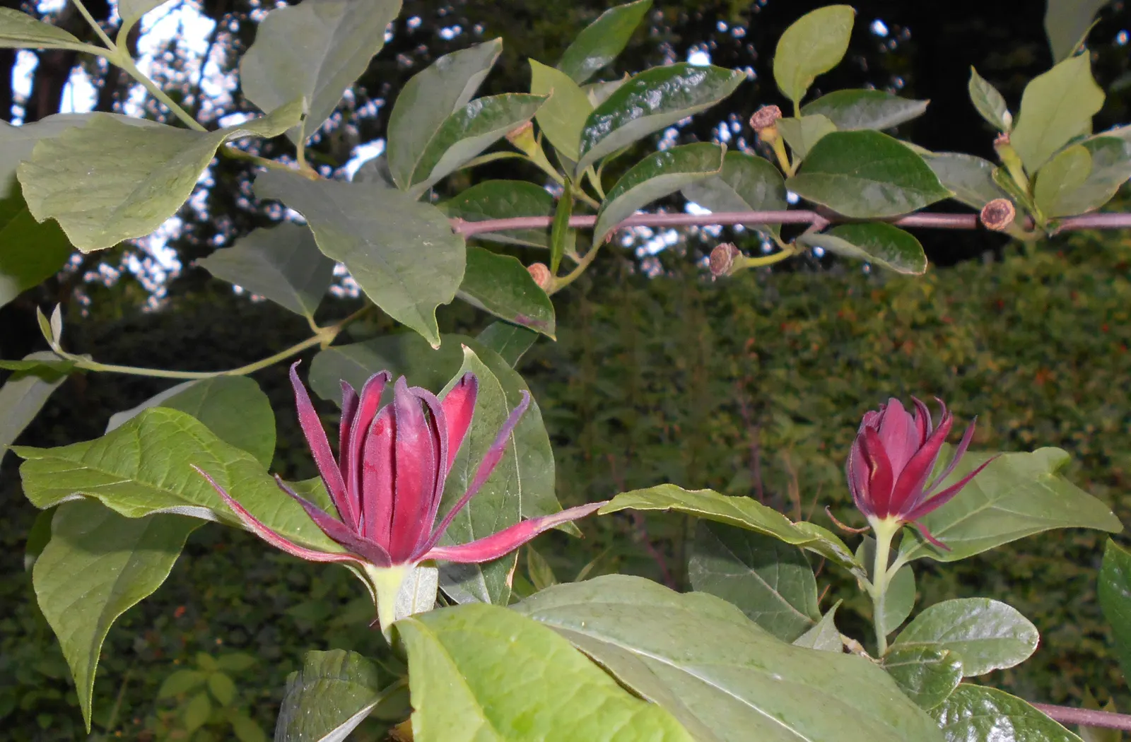 Carolina Allspice (Calycanthus Floridus) — strap-like petal structure
