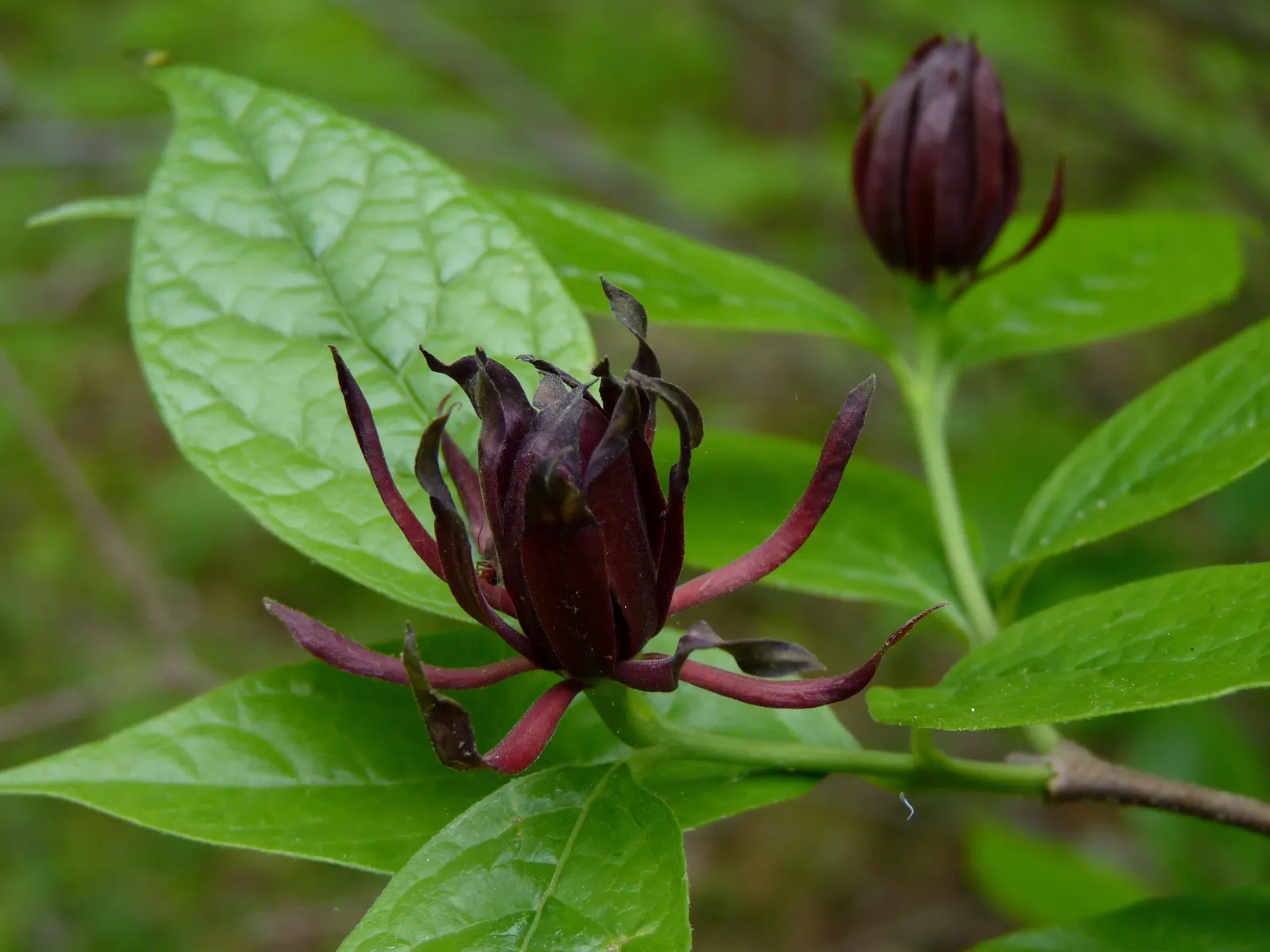 Carolina Allspice (Calycanthus Floridus) — It thrives in full sun to partial shade and prefers moist; this multi-stemmed shrub adds a unique aromatic touch and