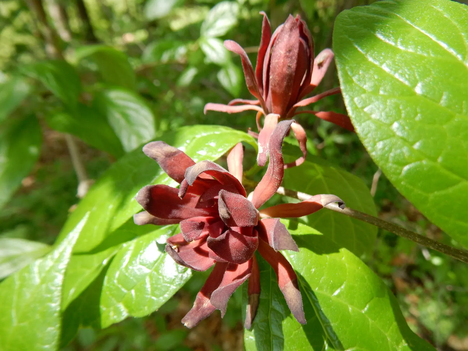 Carolina Allspice (Calycanthus Floridus) — typically reaches a mature height and spread of 6 to 9 feet; is a deciduous shrub native to the US, image 54