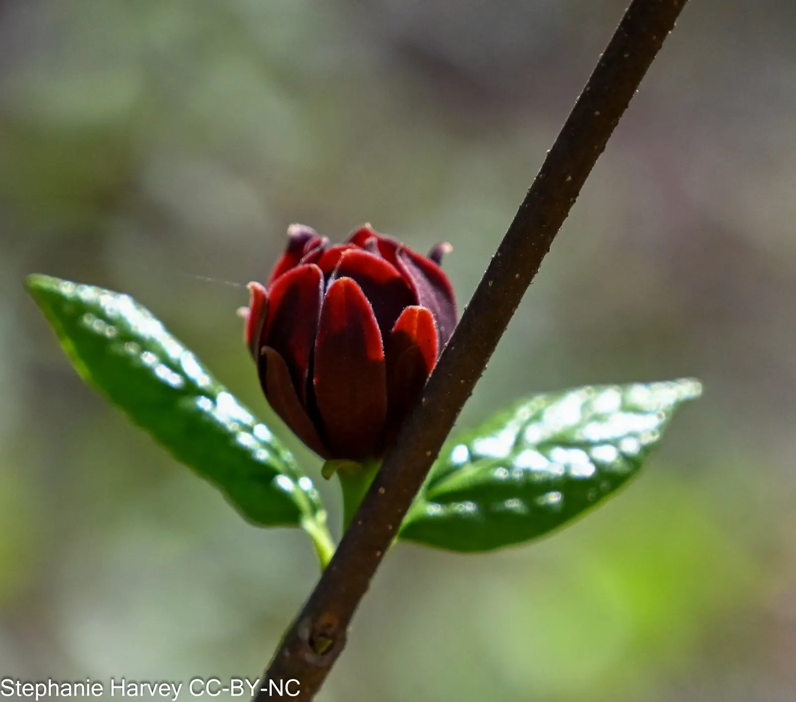 Carolina Allspice (Calycanthus Floridus) — It features maroon to reddish-brown blooms with a spicy fragrance, spanning 1-2 inches across, image 47