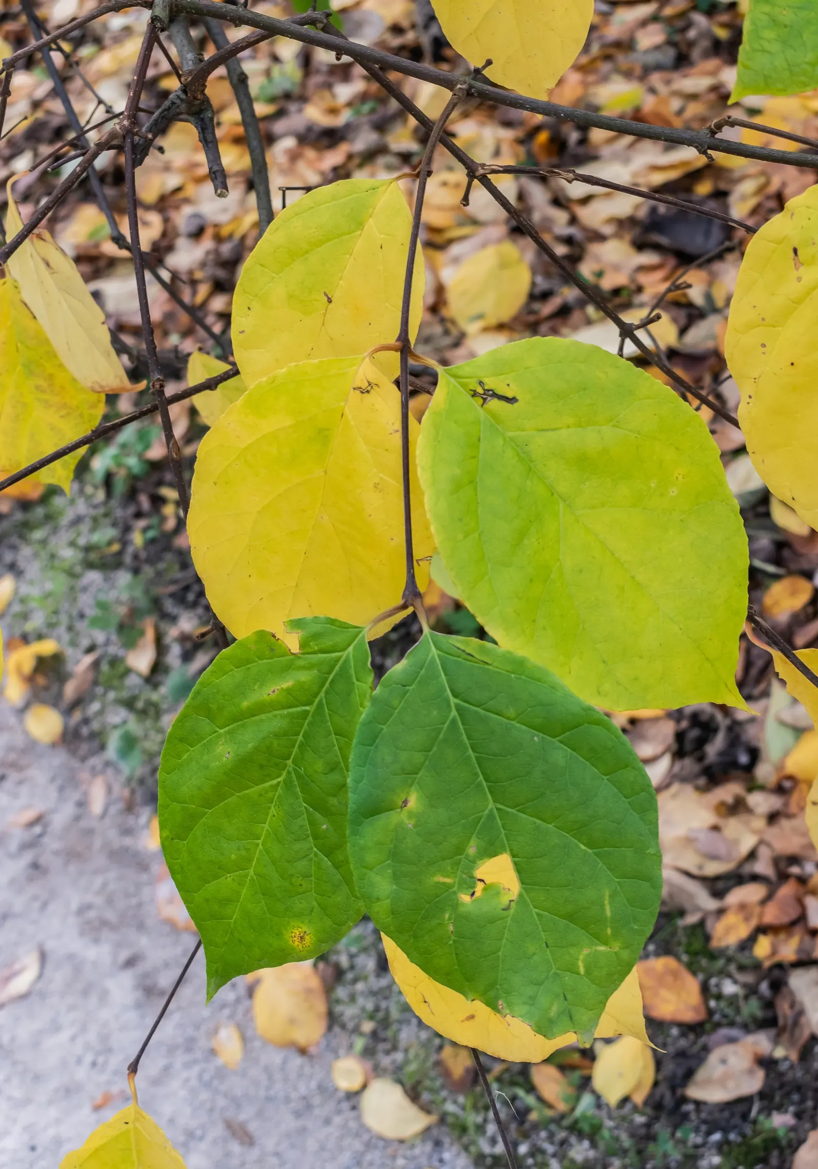 Carolina Allspice (Calycanthus Floridus) — inform them that occasional pruning may be necessary to maintain the desired shape and encourage lush, image 63