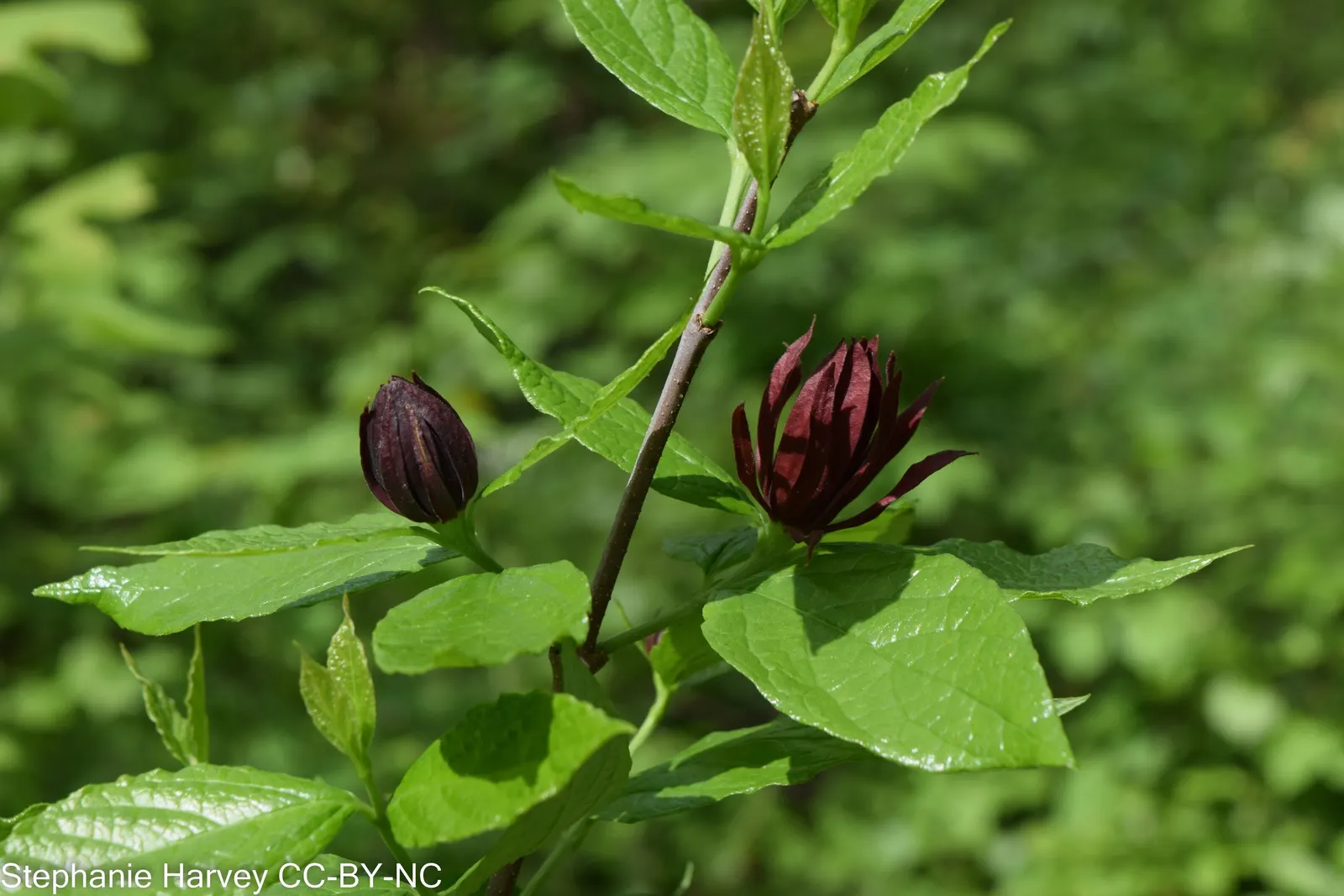 Carolina Allspice (Calycanthus Floridus) — Reaching up to 6-9 feet in height and spread; it features maroon to reddish-brown blooms with a spicy, image 70