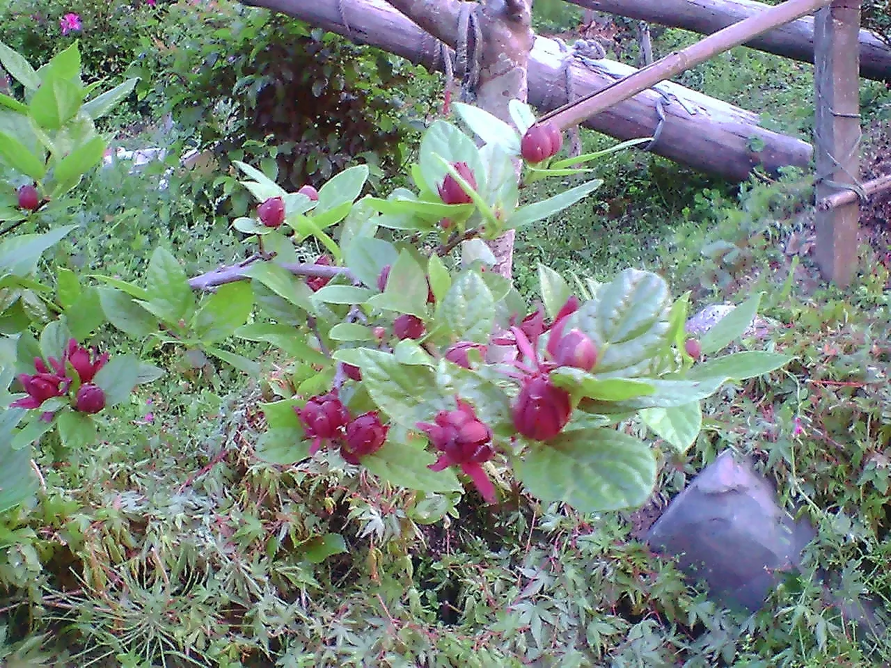 Carolina Allspice (Calycanthus Floridus) — scientifically known as Calycanthus floridus