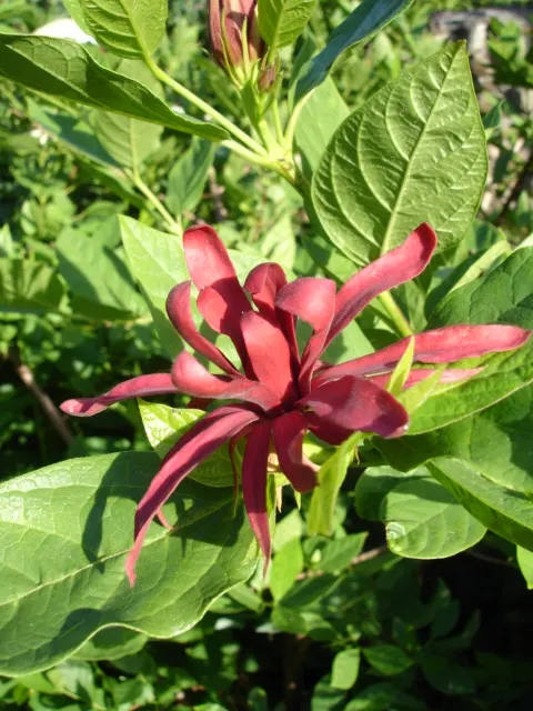 Carolina Allspice (Calycanthus Floridus) — thriving in hardiness zones 4-9