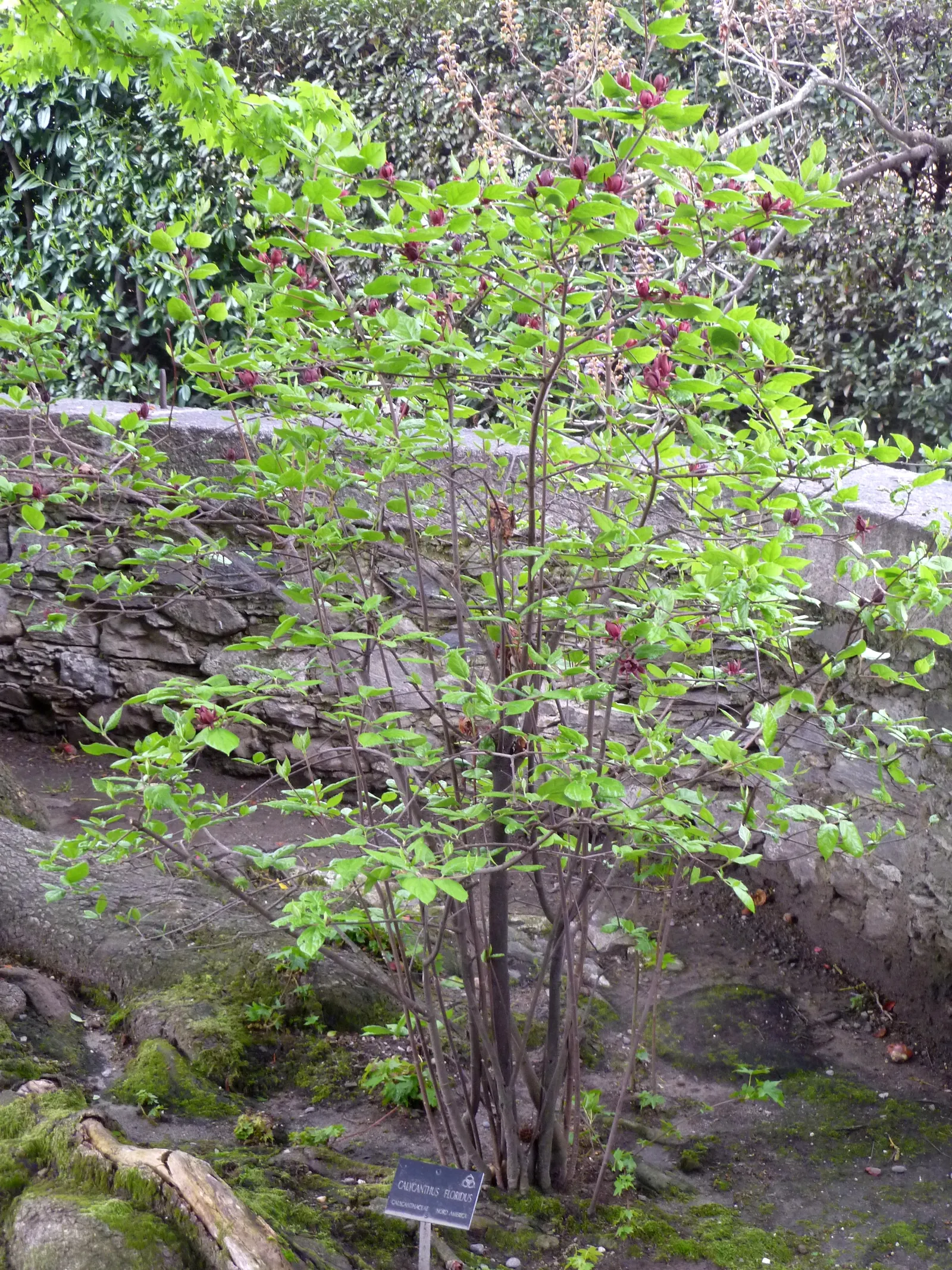Carolina Allspice (Calycanthus Floridus) — and can grow up to 6 inches in length; is a versatile and aromatic shrub that brings both olfactory and, image 55