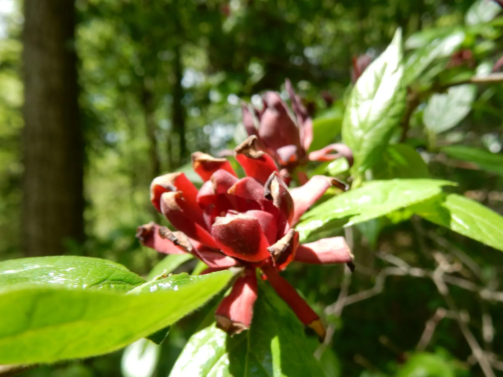 Carolina Allspice (Calycanthus Floridus) — Reaching up to 6-9 feet in height and spread