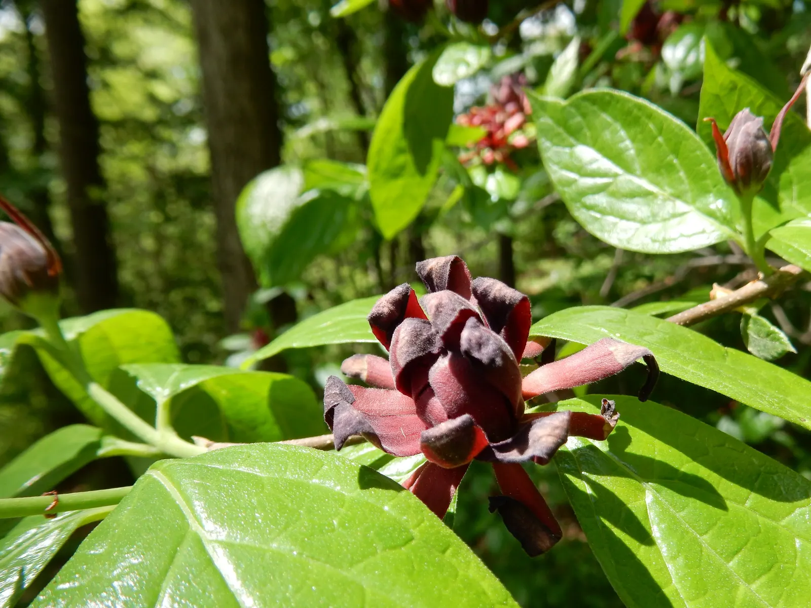 Carolina Allspice (Calycanthus Floridus) — One of the most striking features of this shrub is its flowers