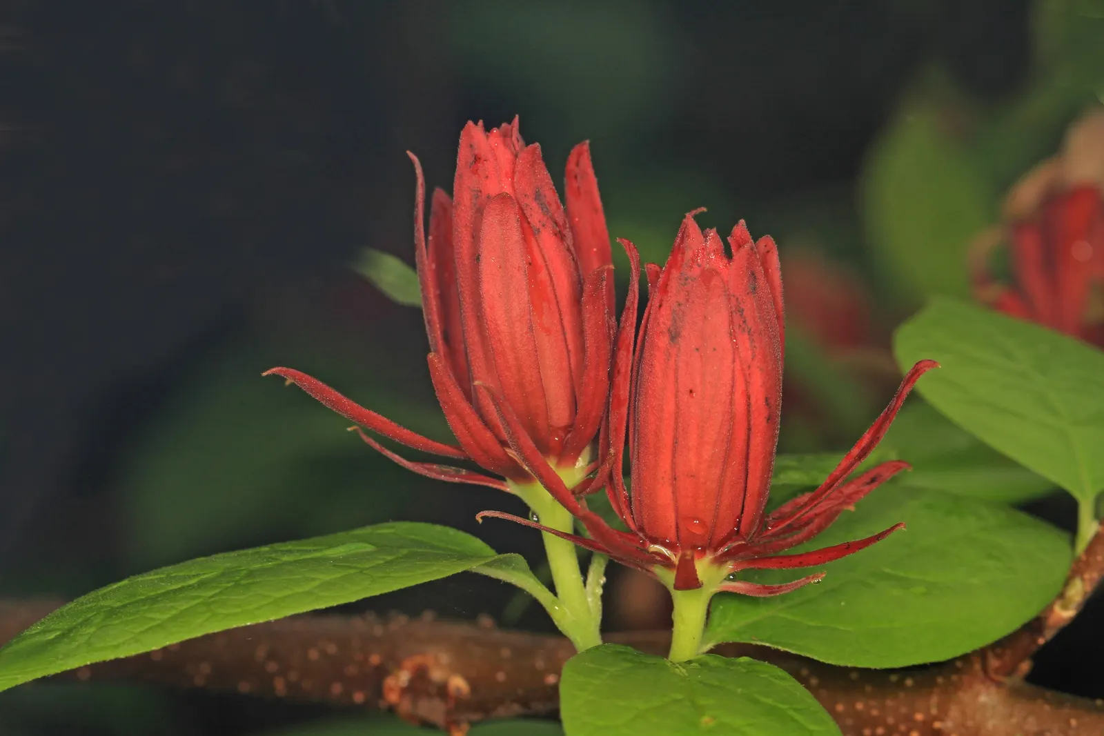 Carolina Allspice (Calycanthus Floridus) — native to the southeastern United States; or as a captivating specimen in mixed borders