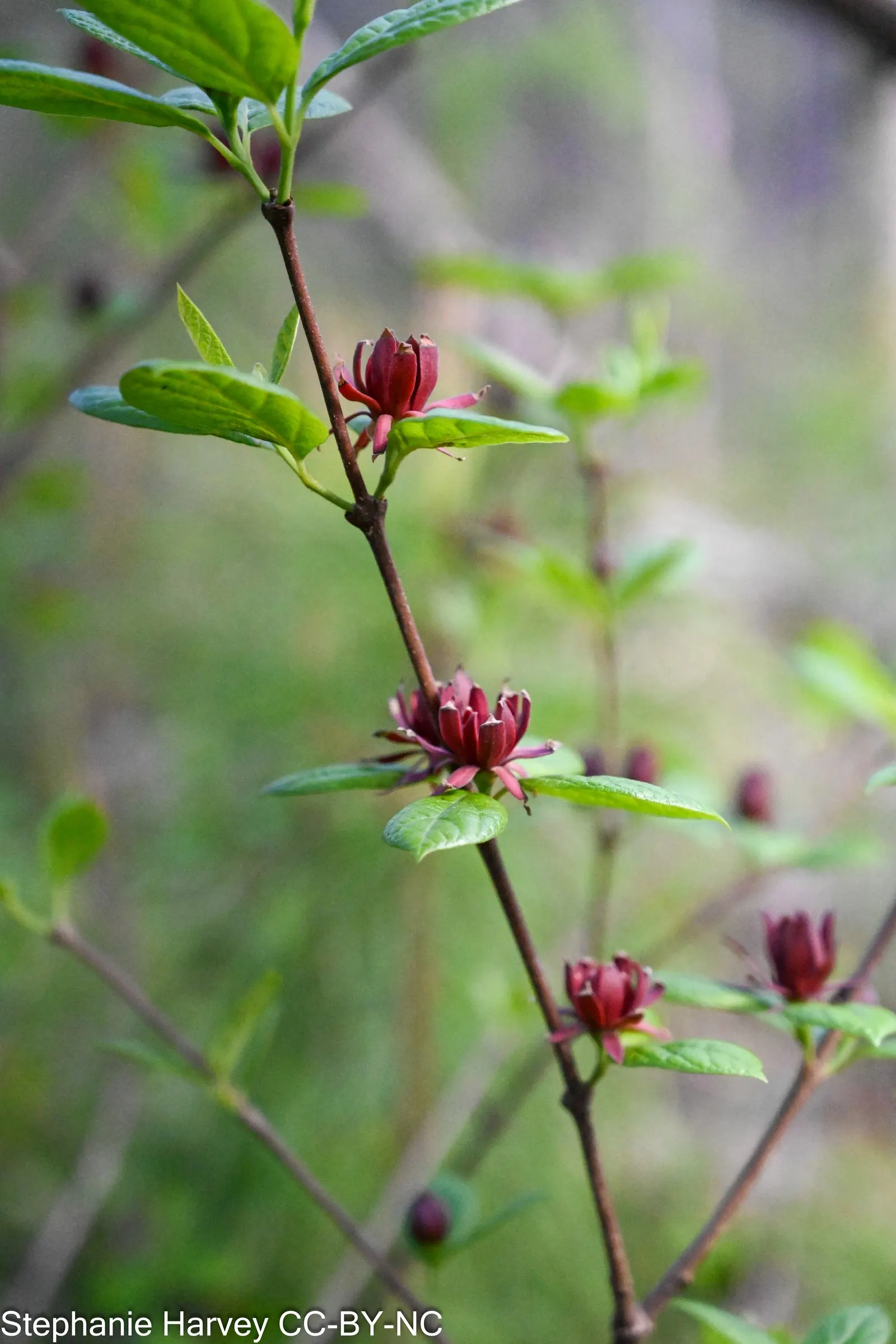 Carolina Allspice (Calycanthus Floridus) — is a deciduous shrub native to the US; reaching up to 6-9 feet in height and spread, image 67