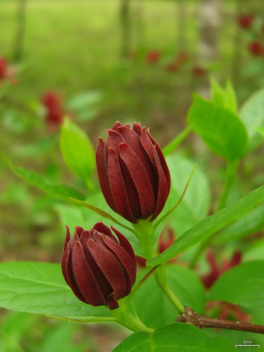 Carolina Allspice (Calycanthus Floridus) — It thrives in full sun to partial shade and prefers moist