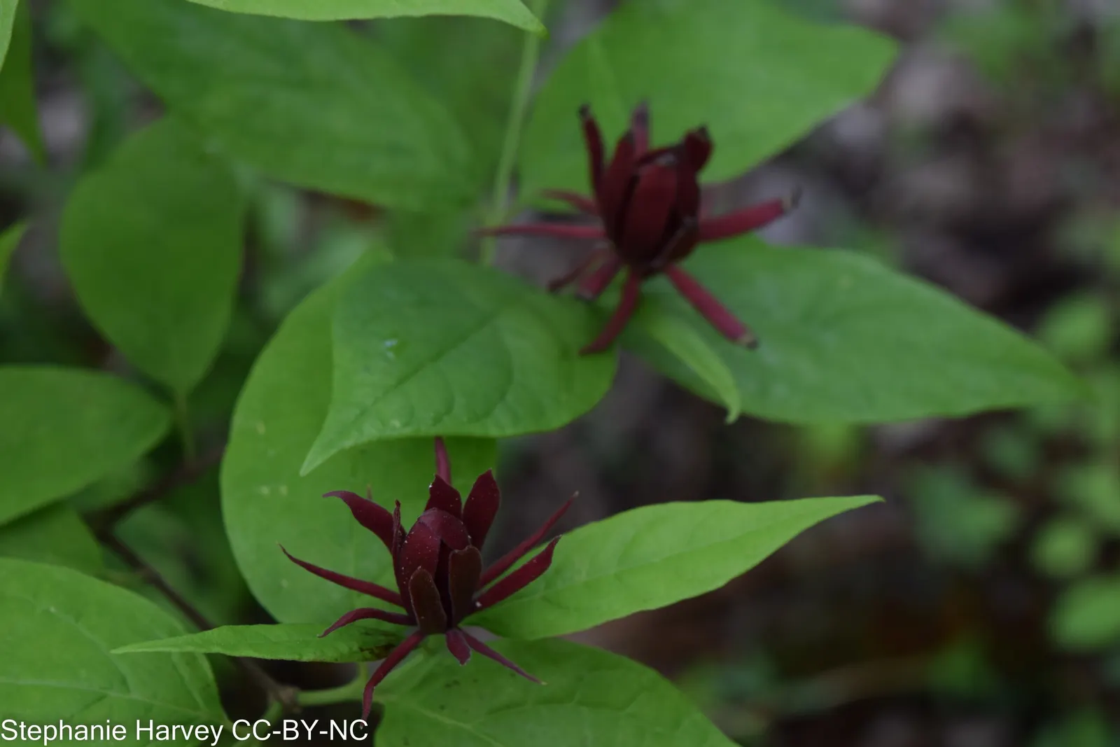 Carolina Allspice (Calycanthus Floridus) — well-drained soil with a pH level ranging from slightly acidic to neutral; which appear in late spring to early