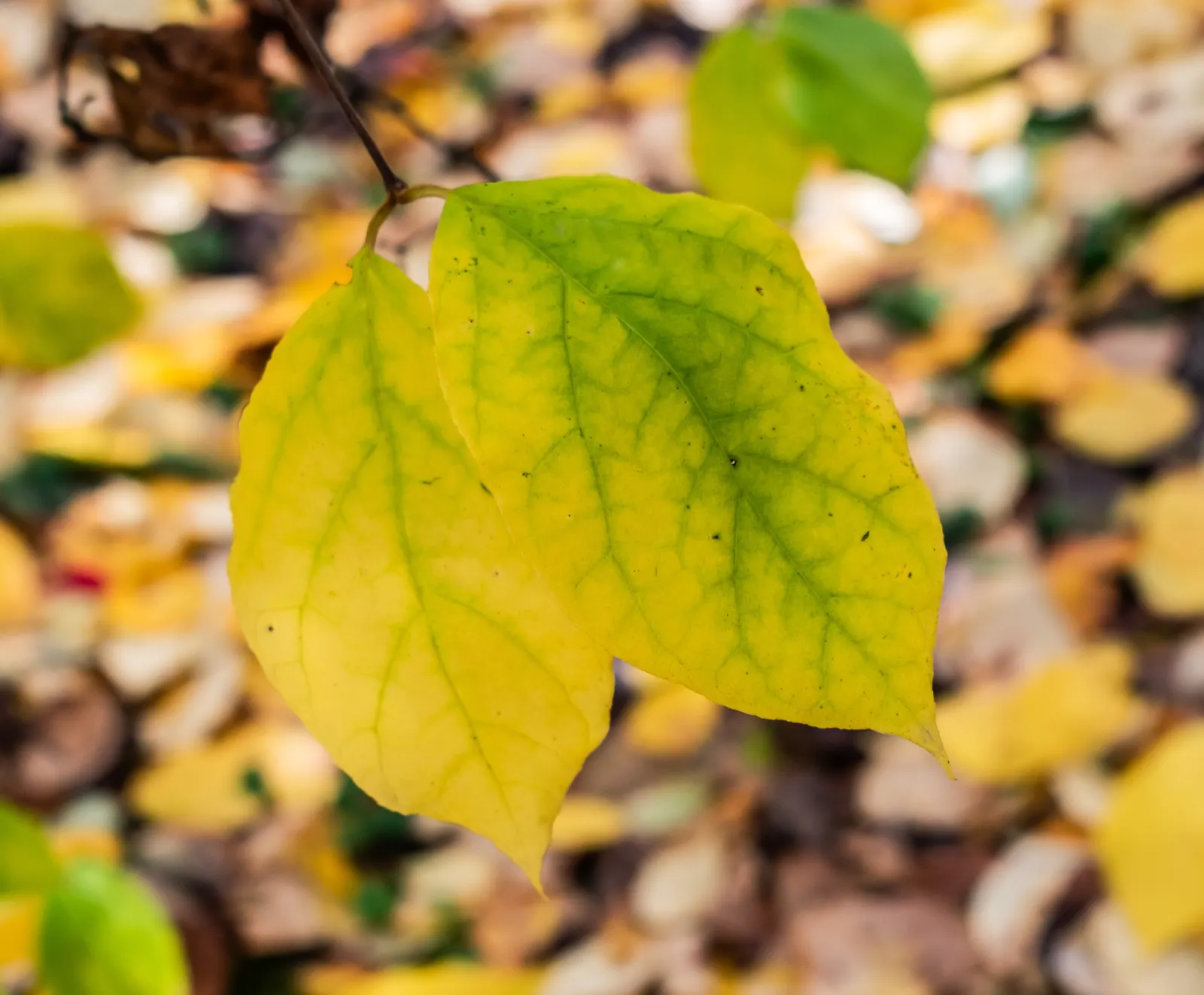 Carolina Allspice (Calycanthus Floridus) — typically reaches a mature height and spread of 6 to 9 feet; is a deciduous shrub native to the US, image 76