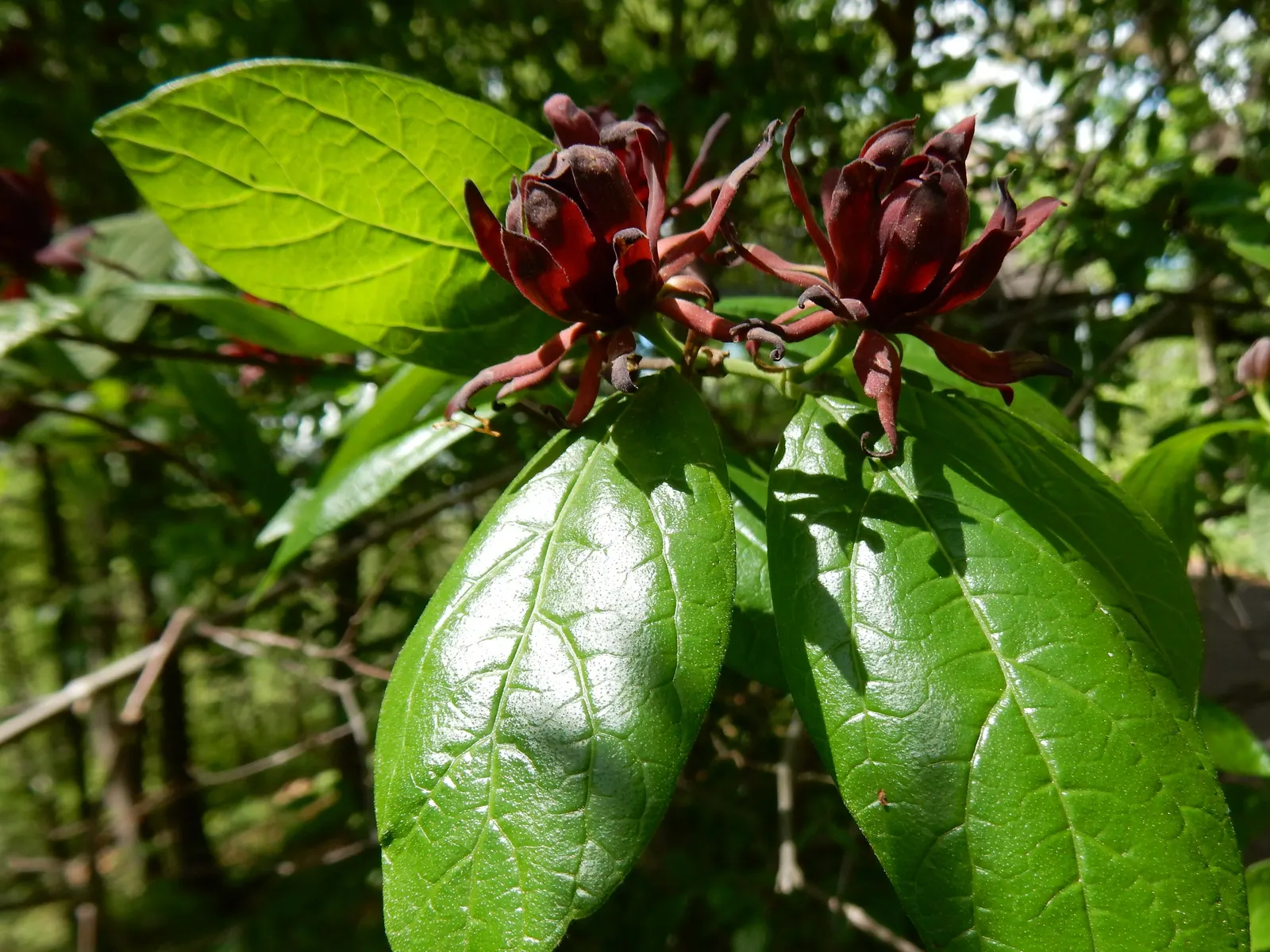 Carolina Allspice (Calycanthus Floridus) — This multi-stemmed shrub adds a unique aromatic touch and visual interest to any landscape design; it, image 94